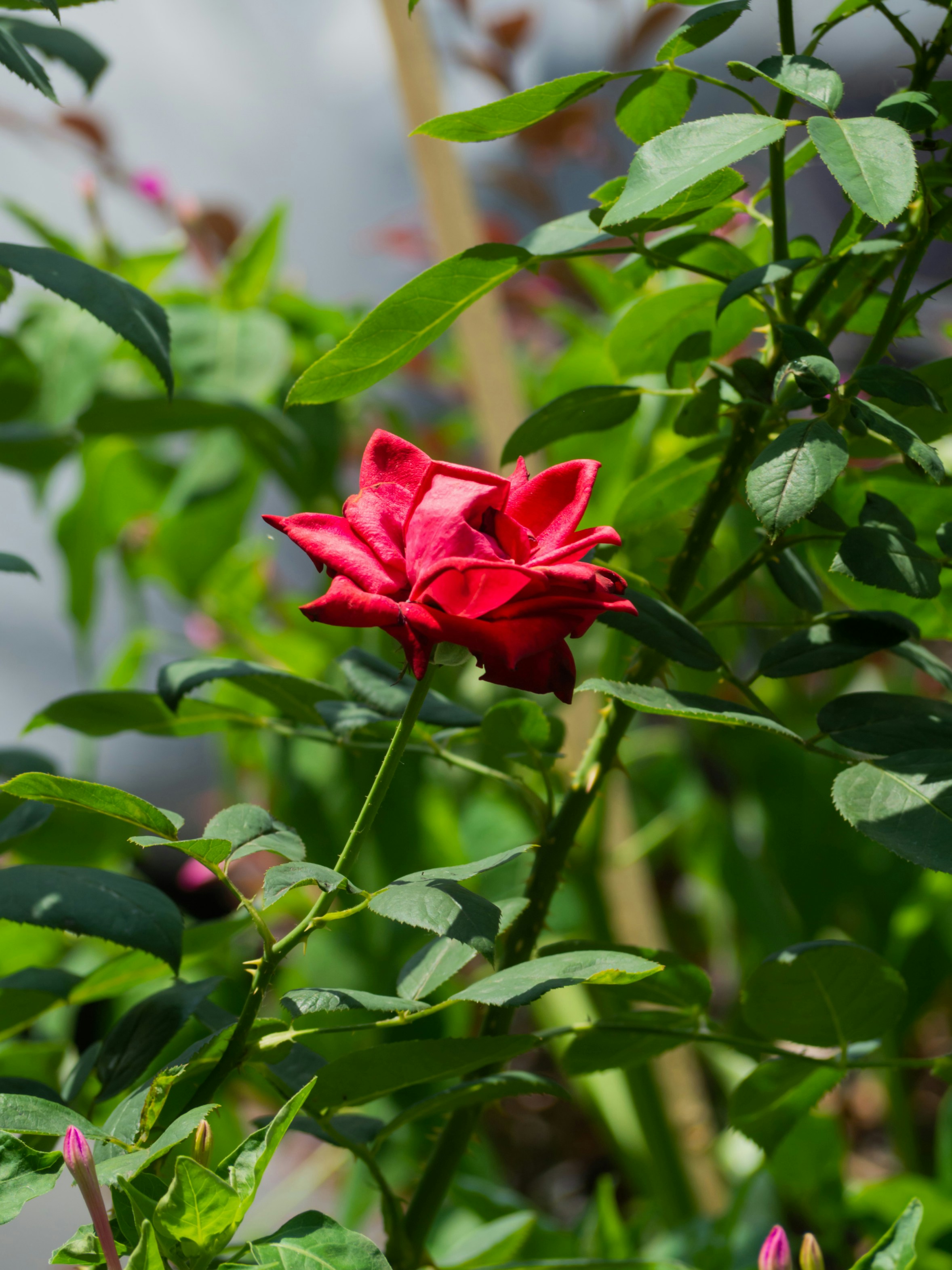 Photo by siriusharrison