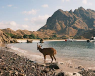 A deer standing on a rocky beach next to a body of water