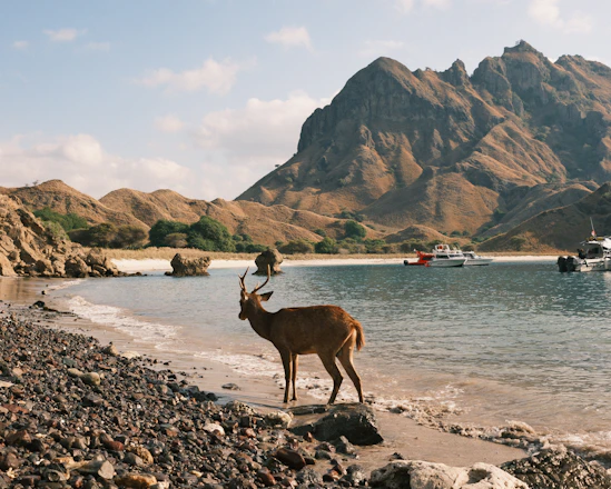A deer standing on a rocky beach next to a body of water