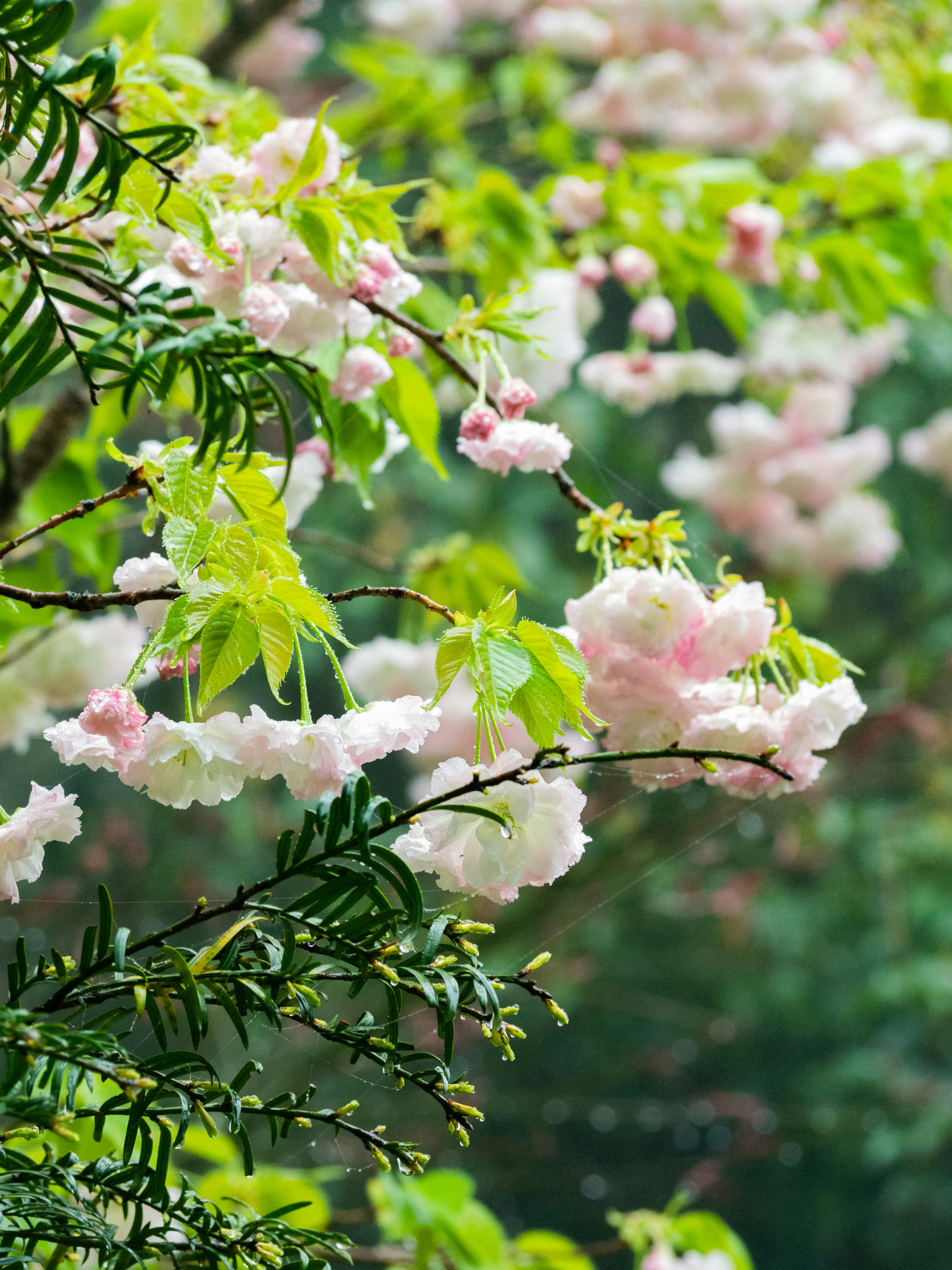 Photo by siriusharrison