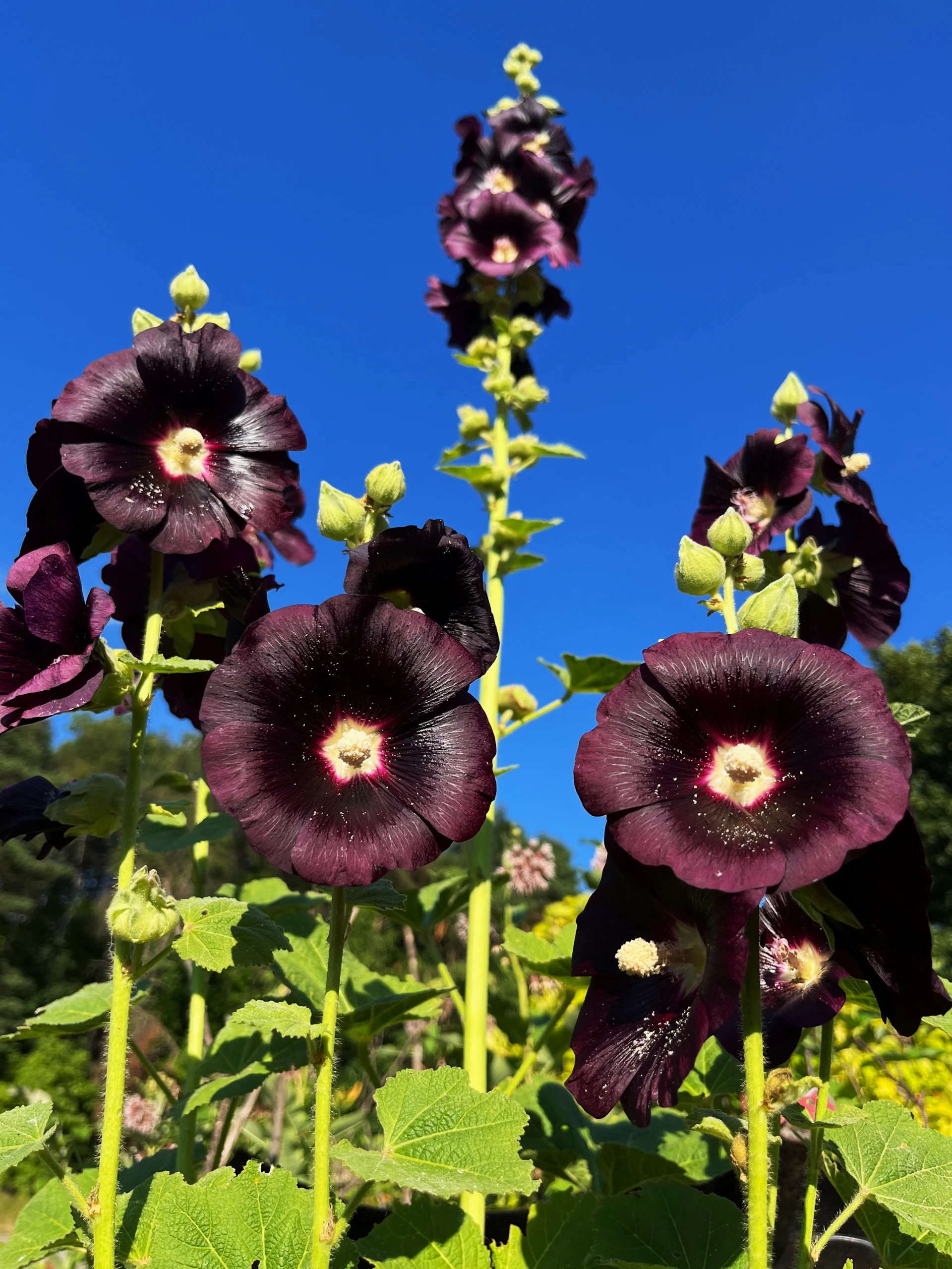 A bunch of purple flowers growing in a field