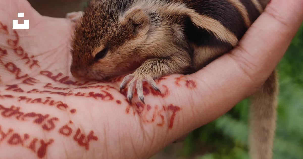 Animals In Hand A person holding a small animal in their hand photo – Free Animal Image ...