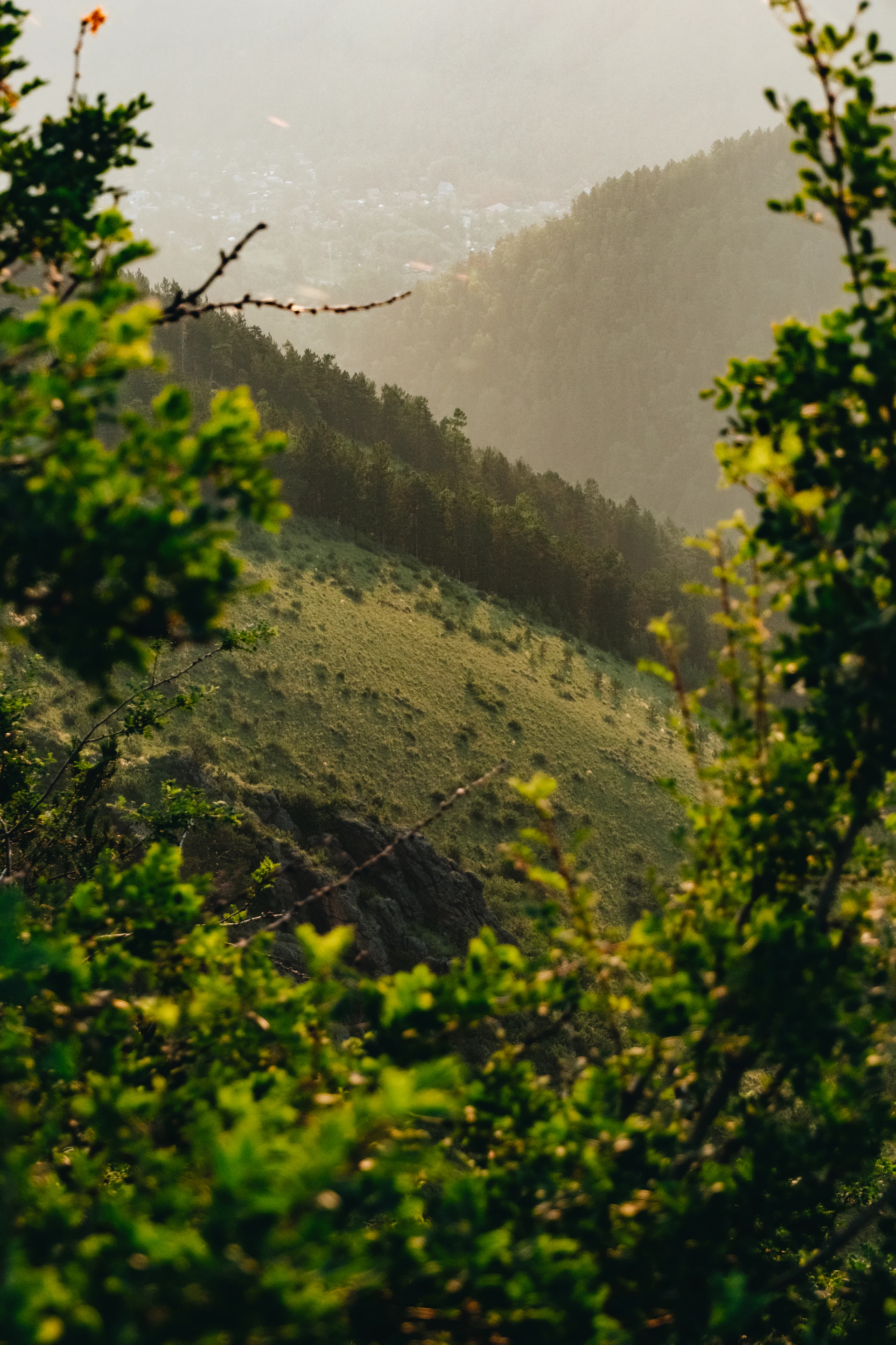 A view of a valley with trees and mountains in the background