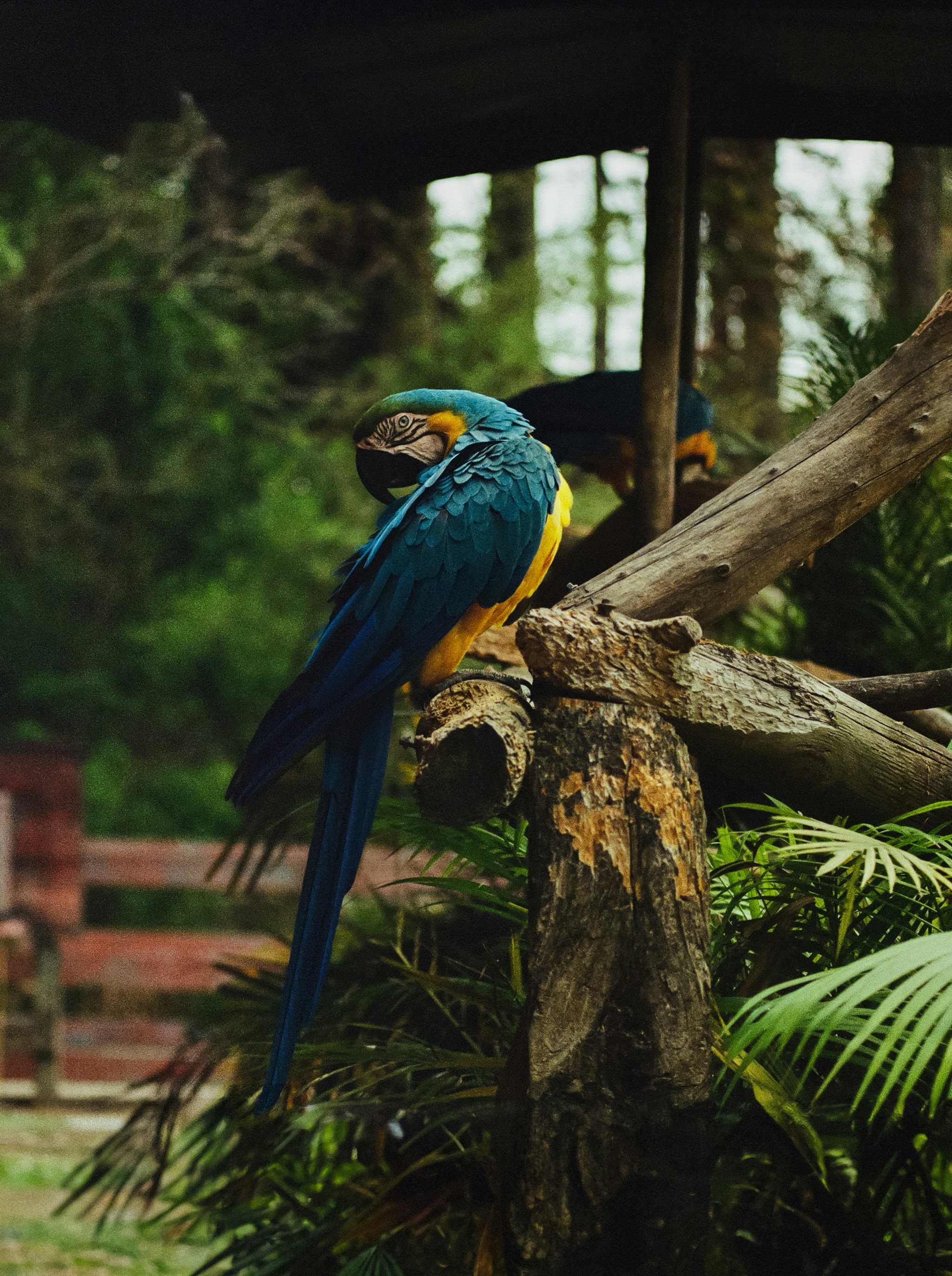 A blue and yellow bird sitting on a tree branch
