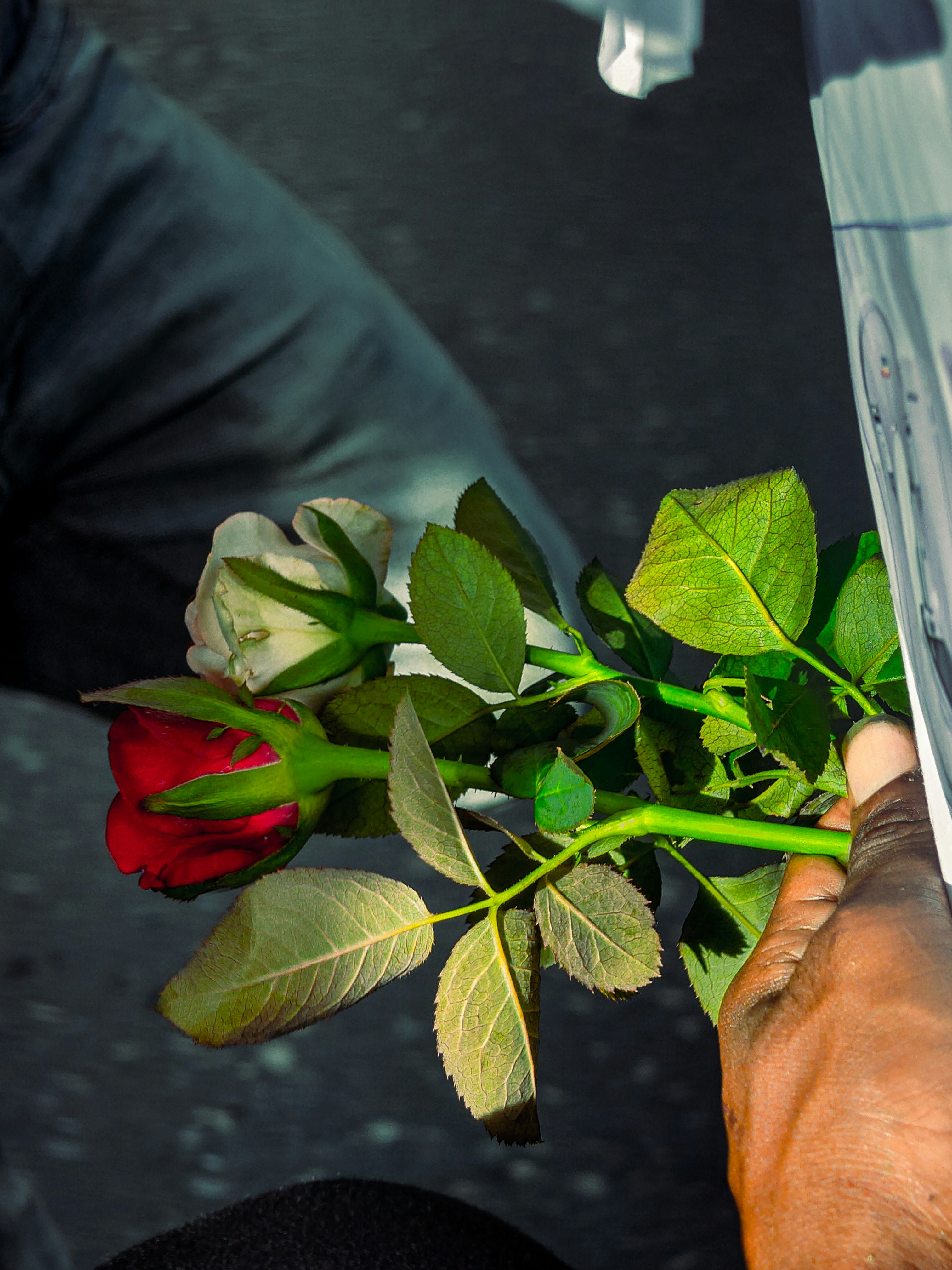 A person holding a rose in their hand photo – Free Wallpaper Image on  Unsplash
