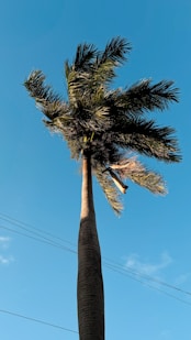 A palm tree with a blue sky in the background