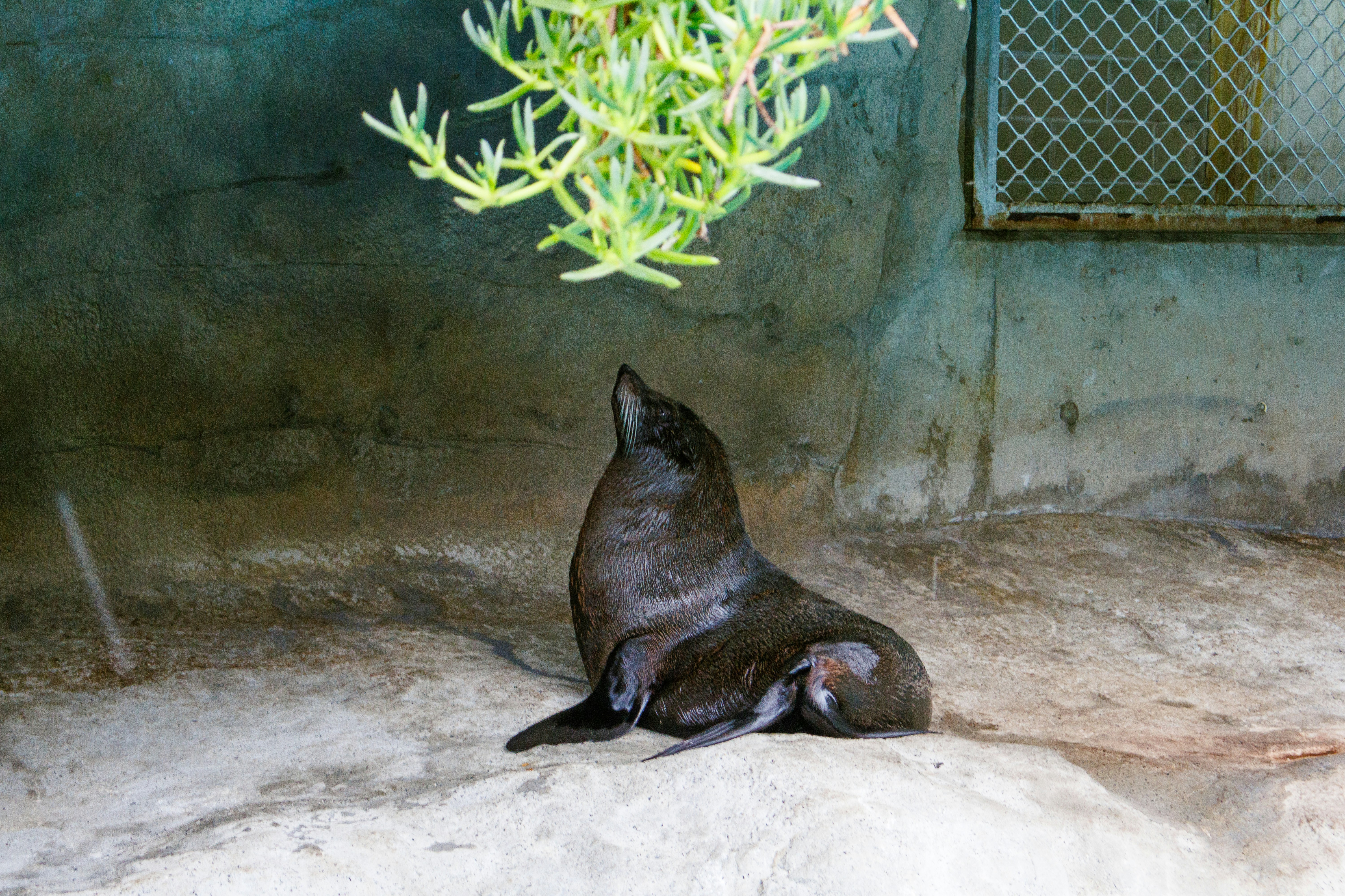 Una foca seduta su una roccia in un recinto dello zoo