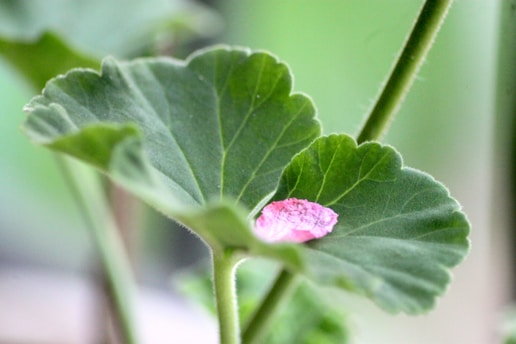 A close up of a pink flower on a green plant