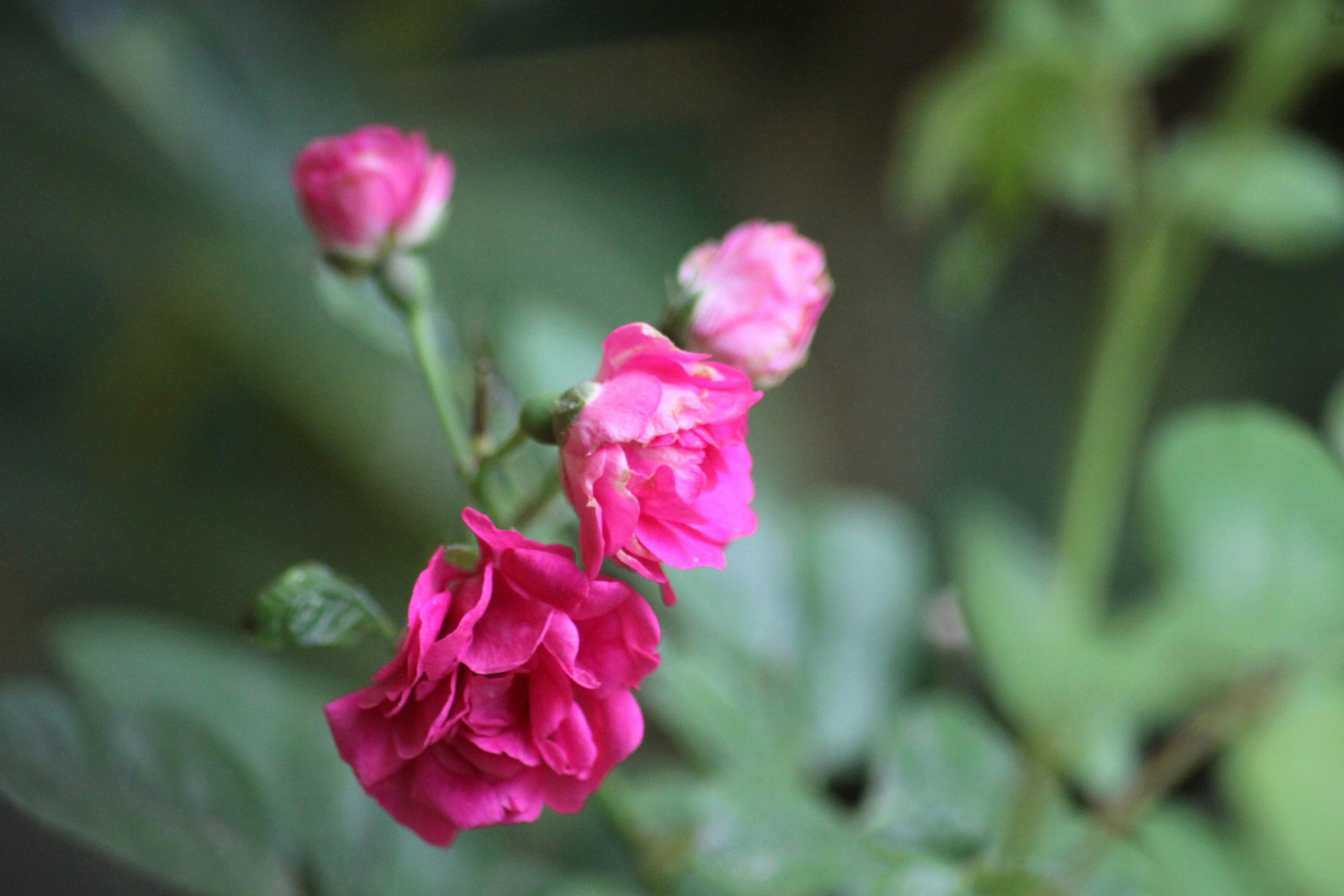 Photo by rahul_saraf