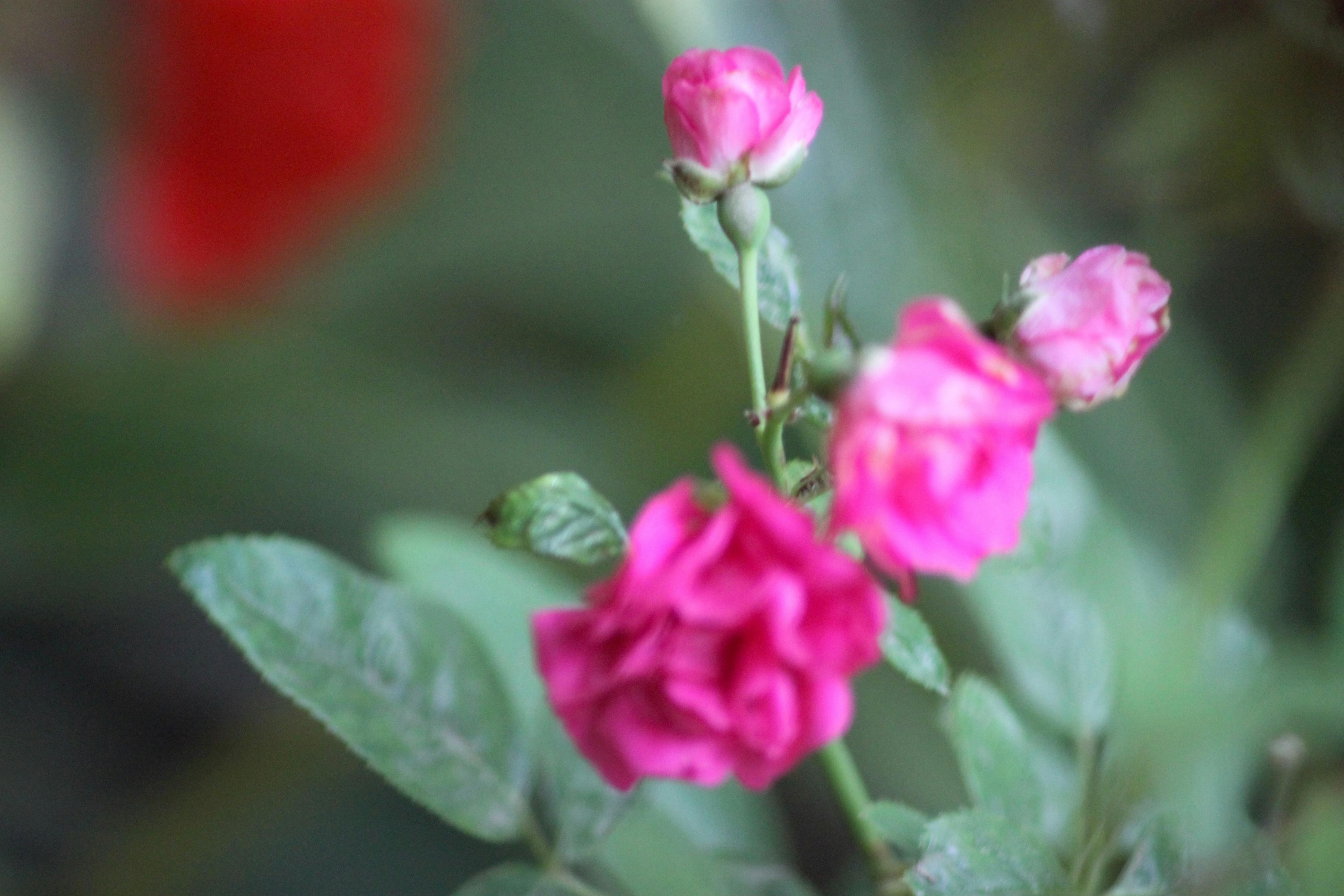 Photo by rahul_saraf