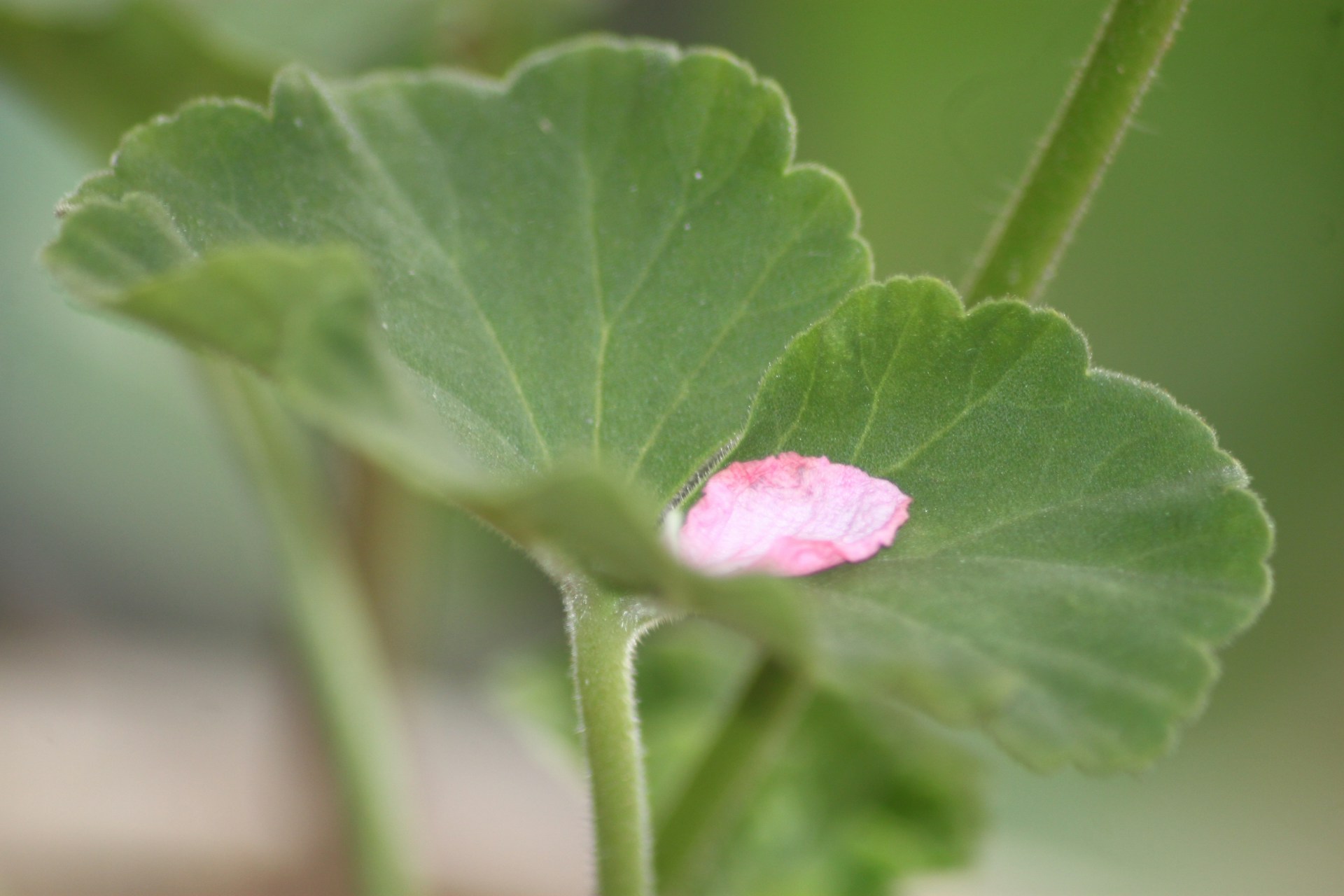 A close up of a pink flower on a green plant