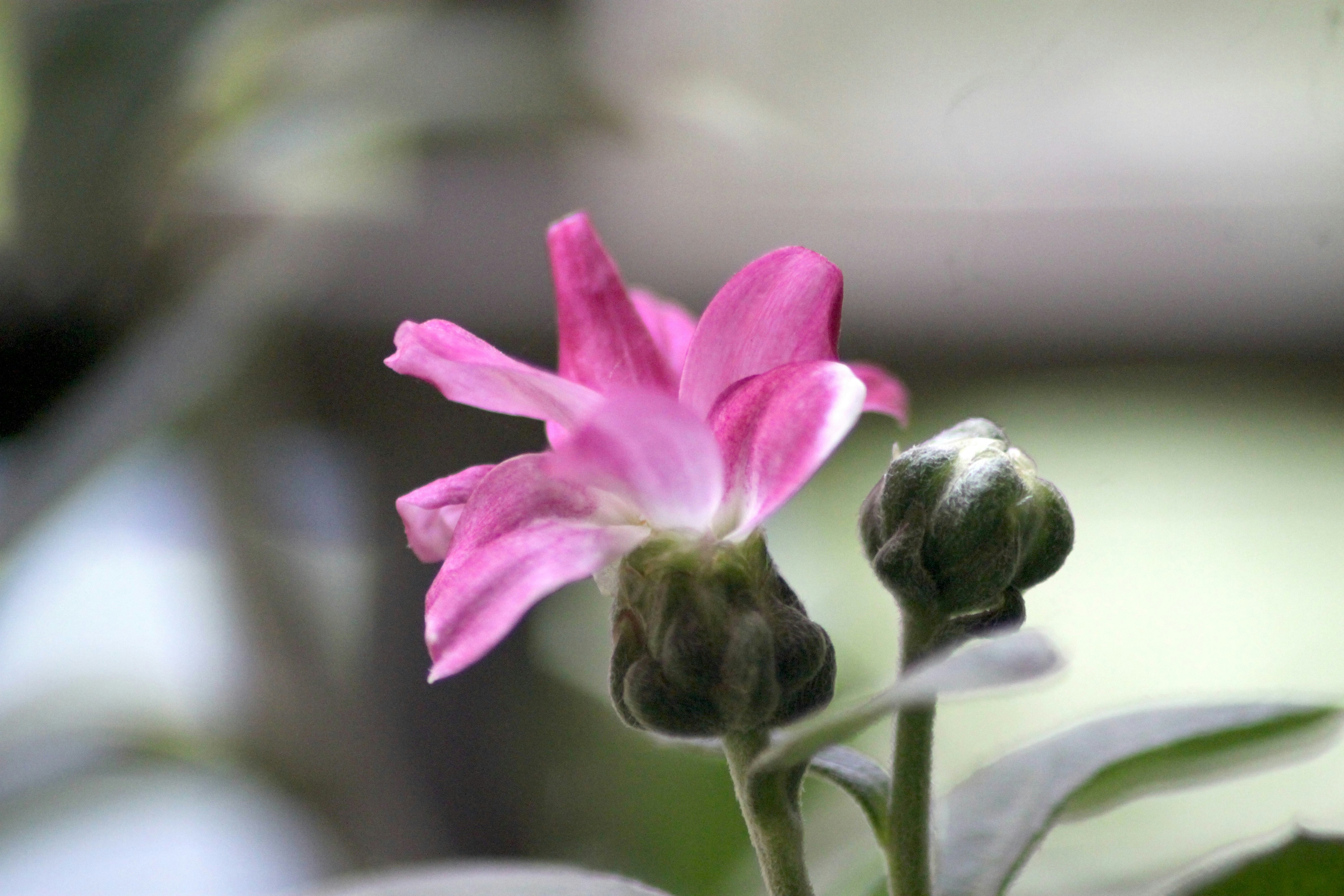 Photo by rahul_saraf