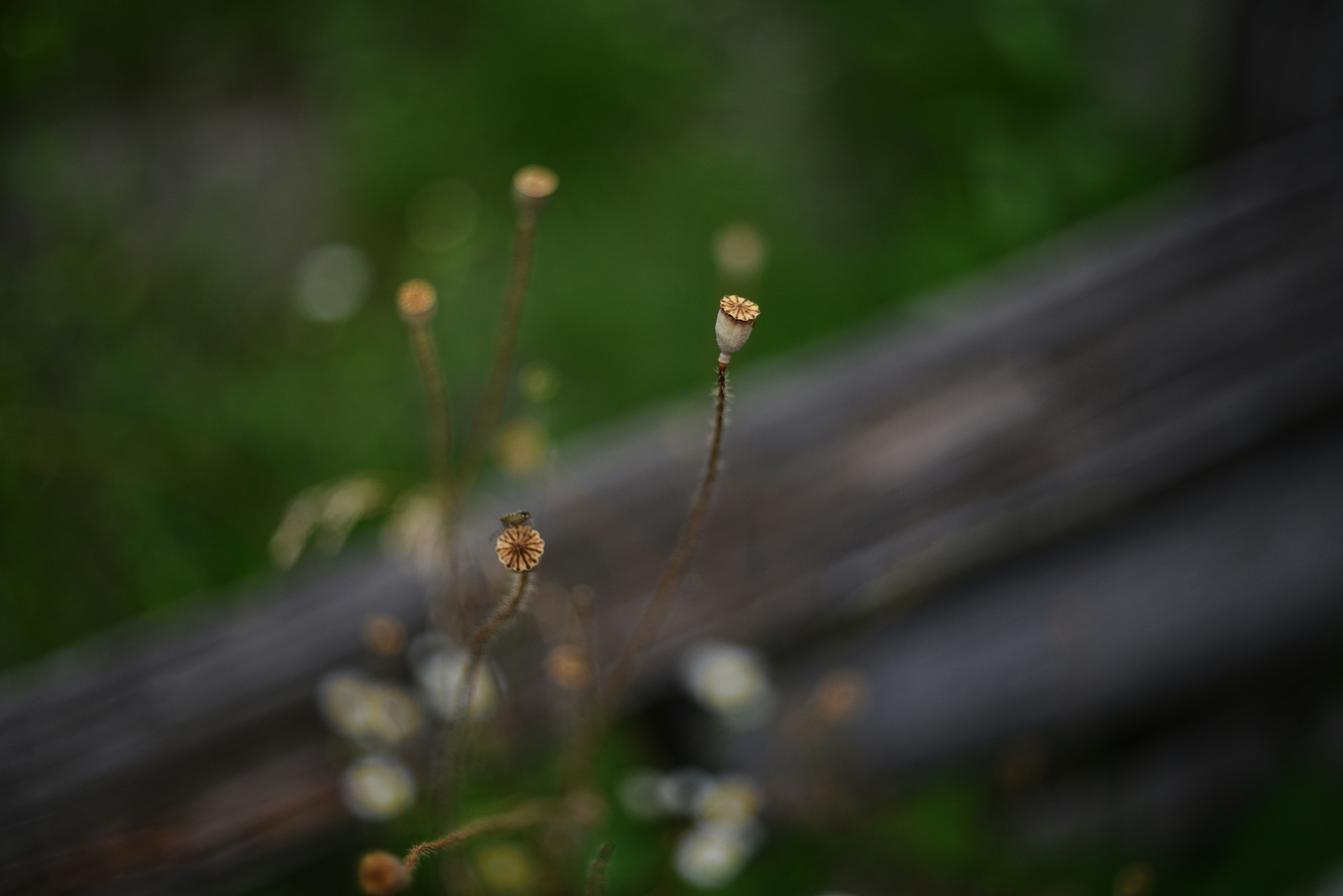 Photo by cherstve_pechivo