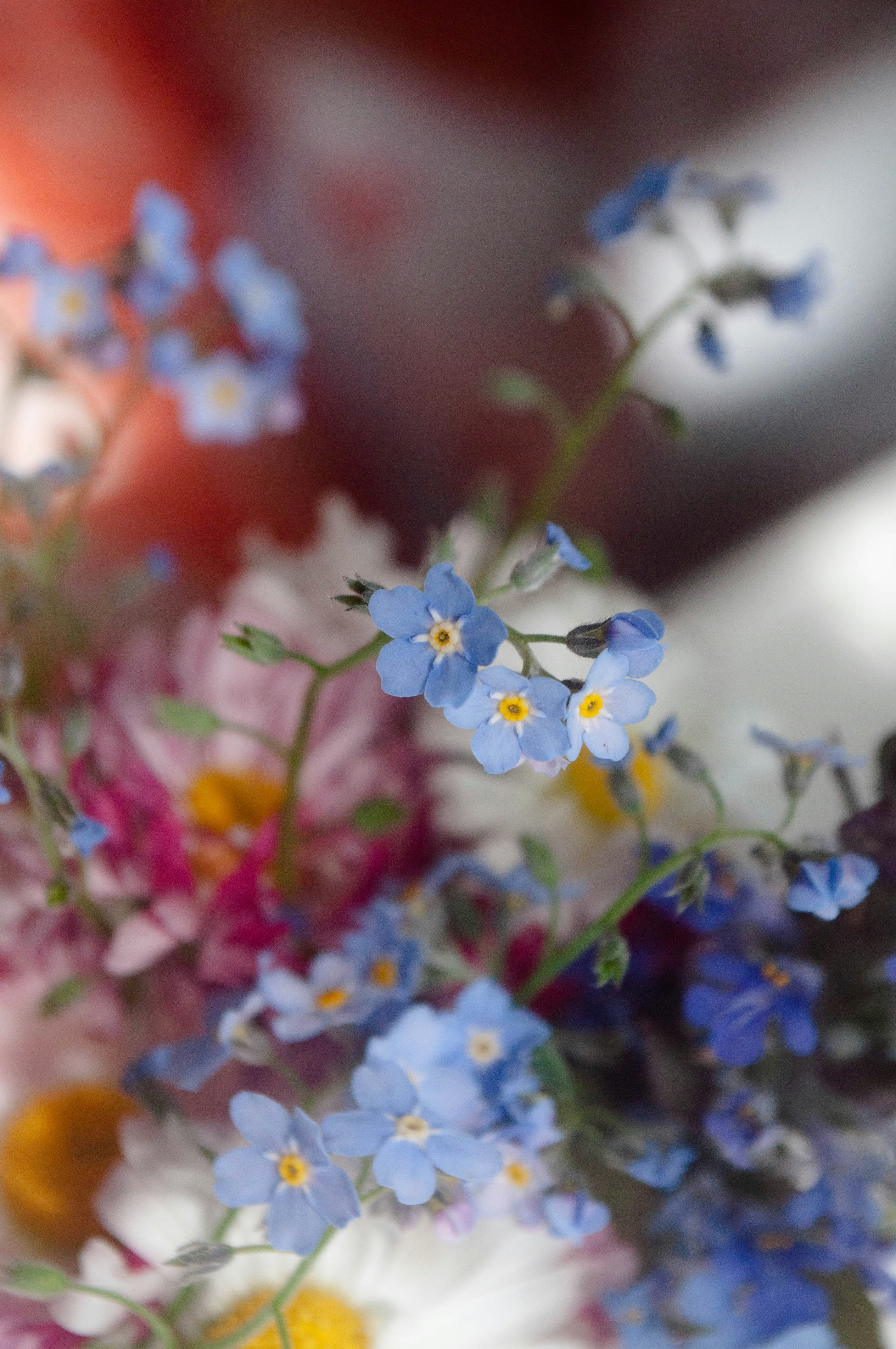 A close up of a bunch of flowers