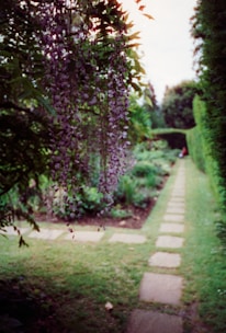 A path in the middle of a lush green garden