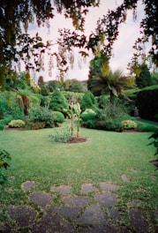 A lush green yard with trees and bushes