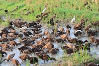 A large group of birds in a muddy field