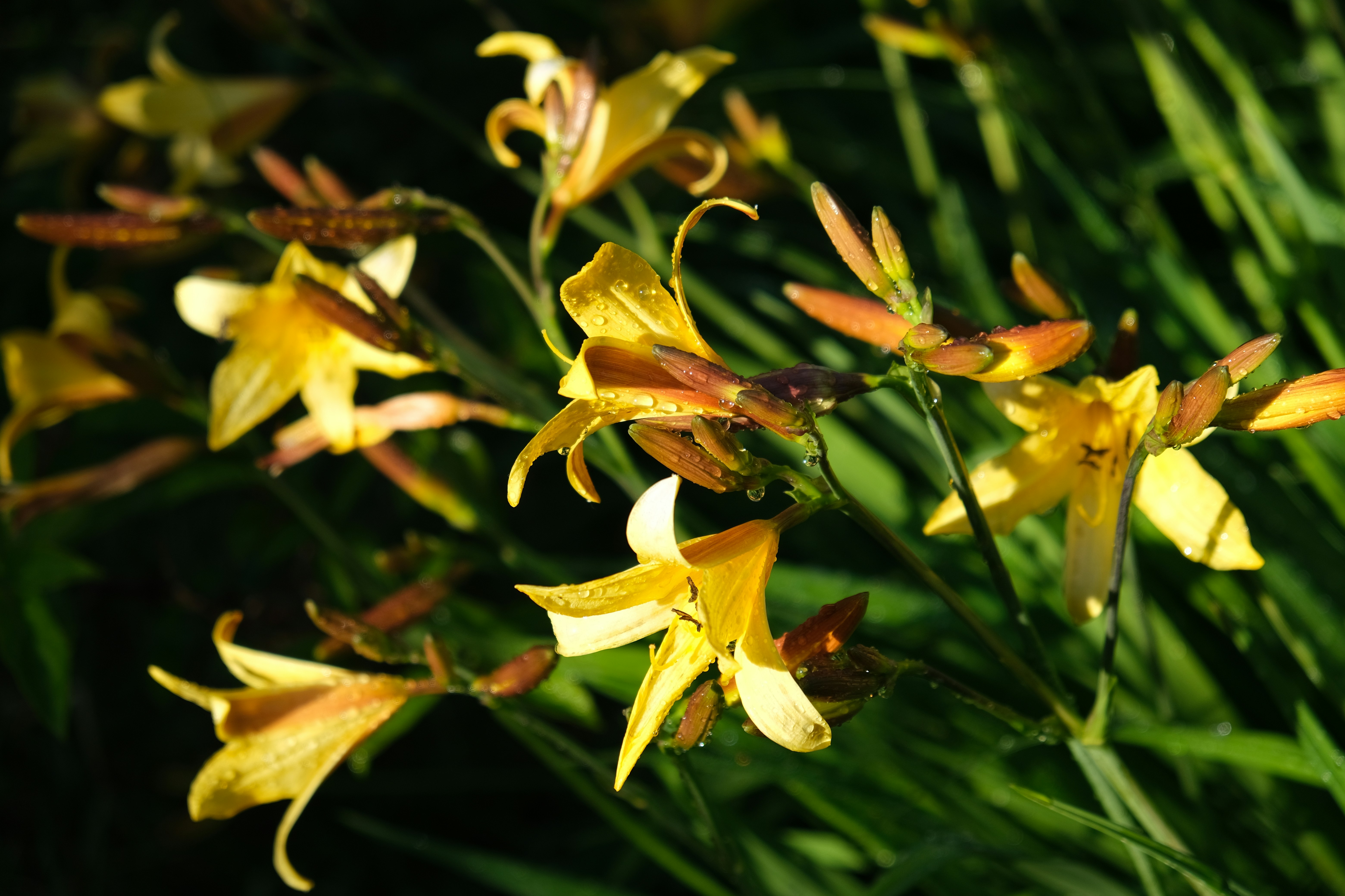 Photo by artemis_ray