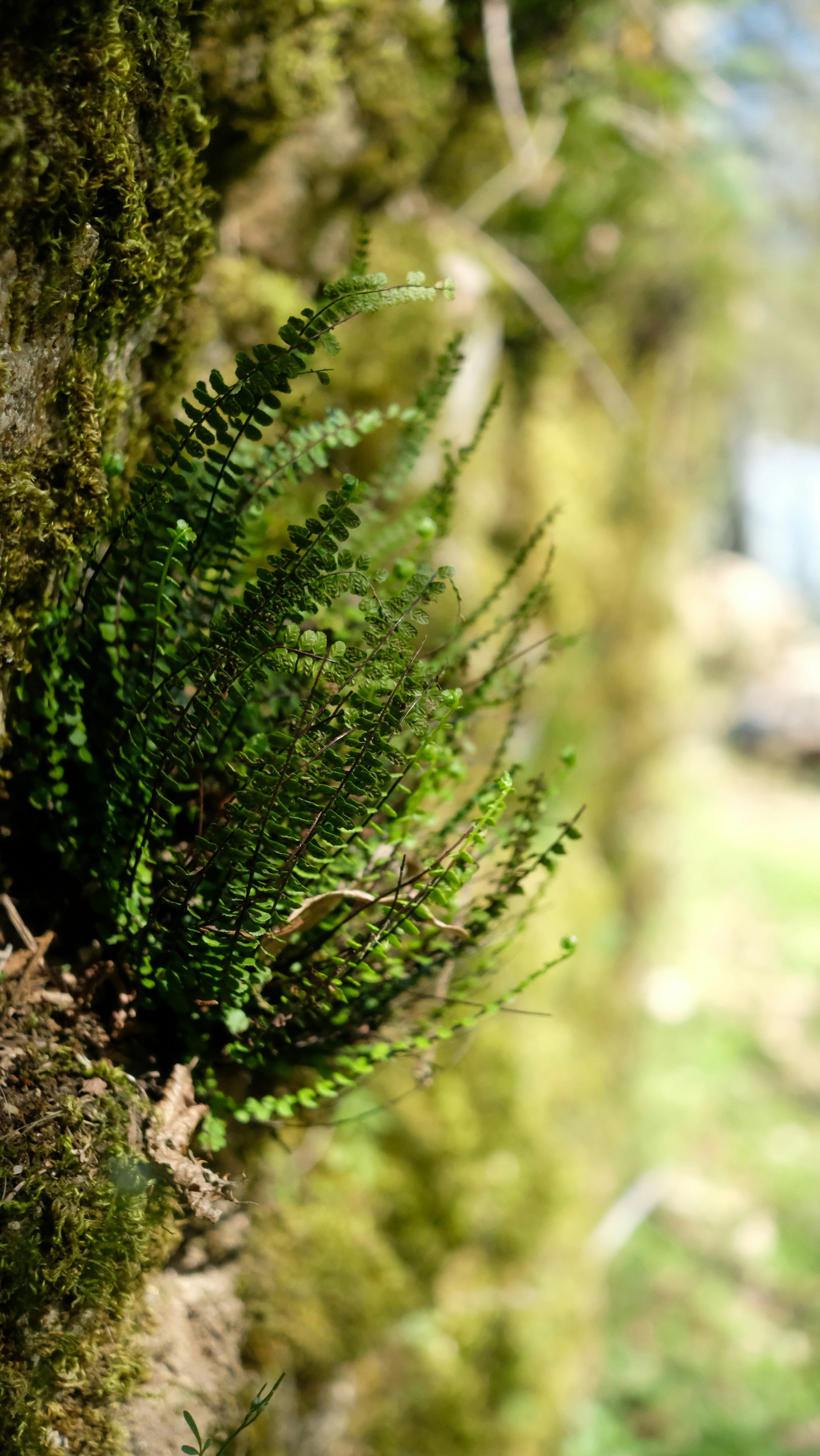 A close up of a moss covered tree trunk