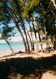A sandy beach with trees and a bench