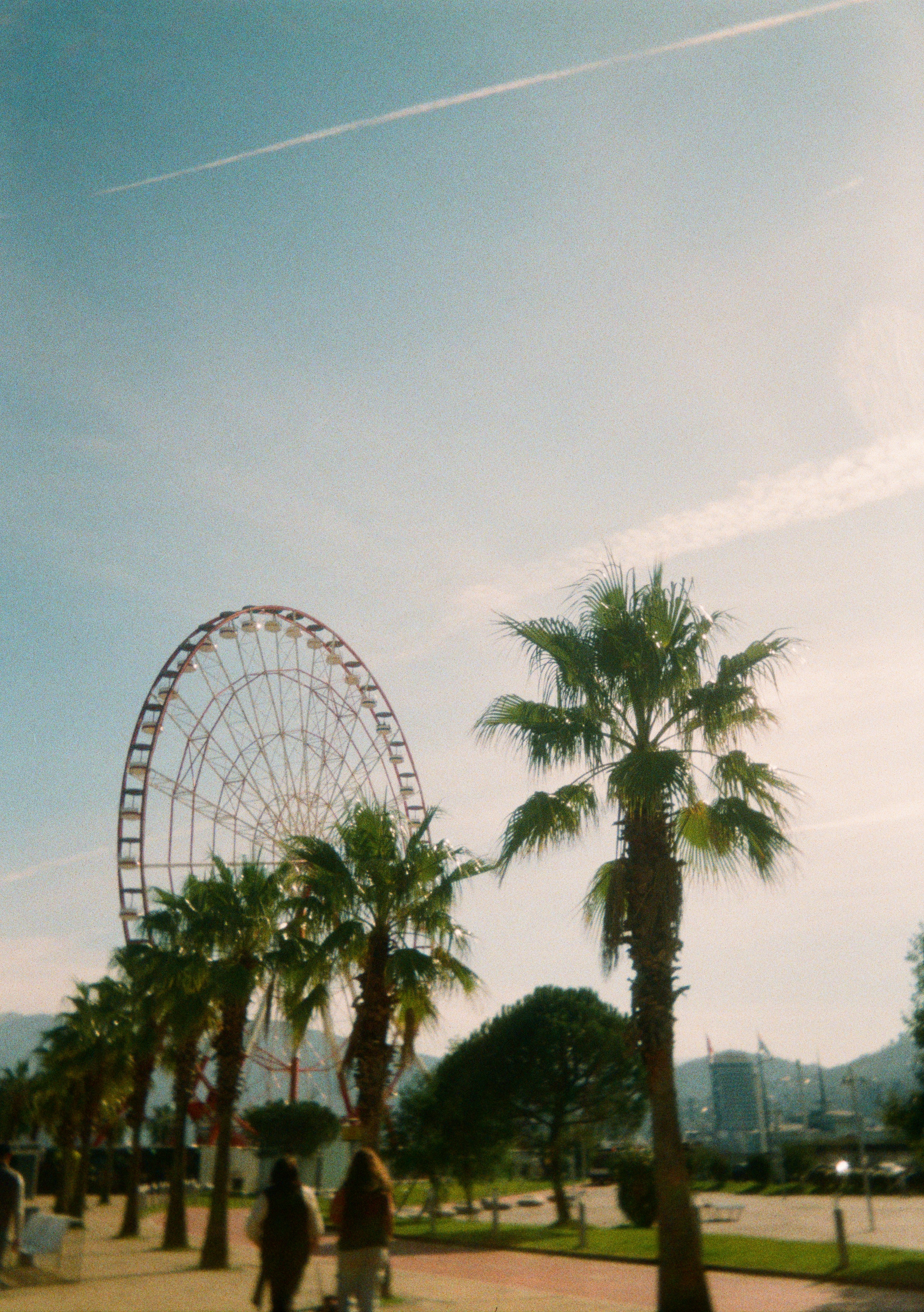 A ferris wheel in a park with palm trees