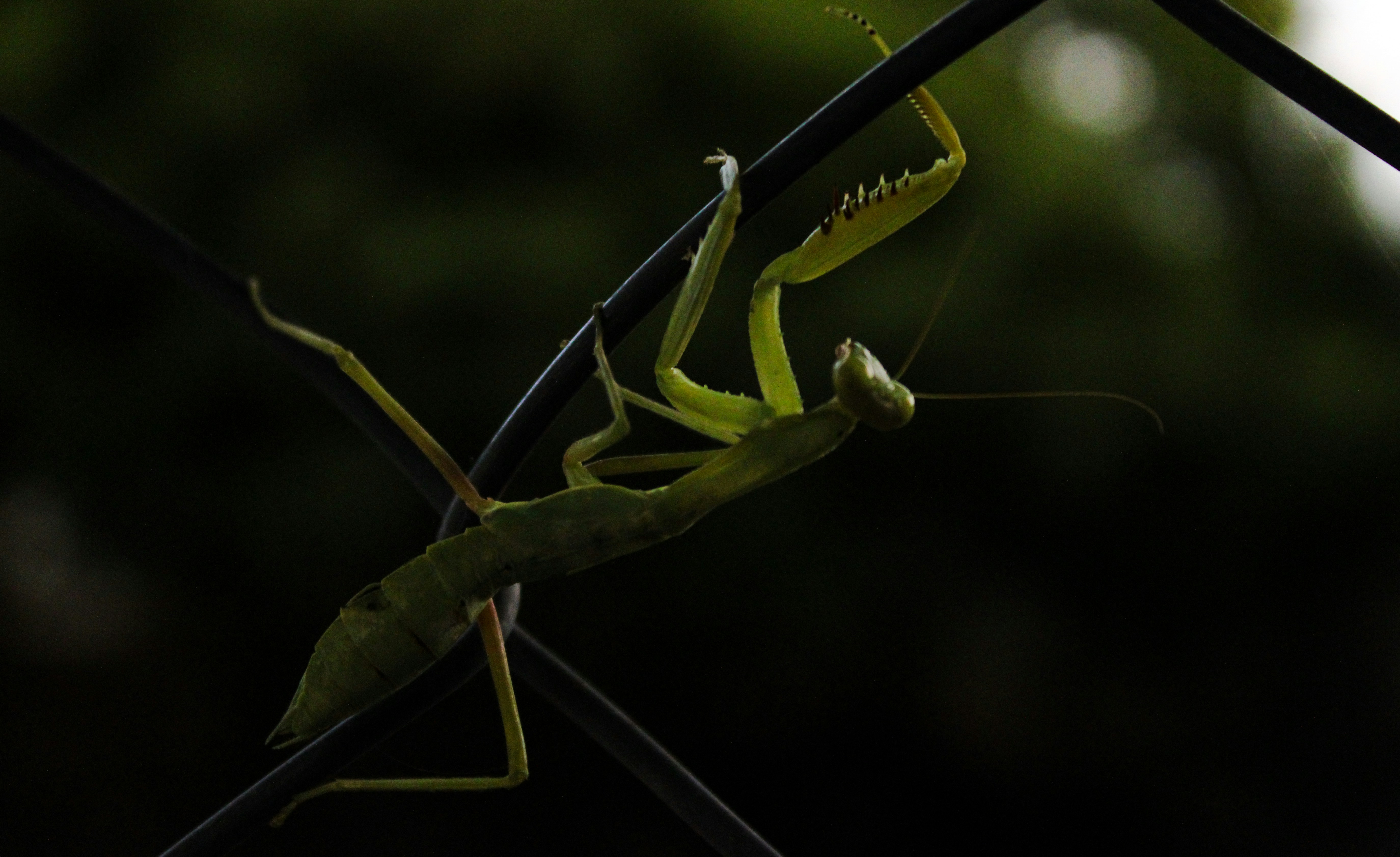 Photo by ebenezer_ebe