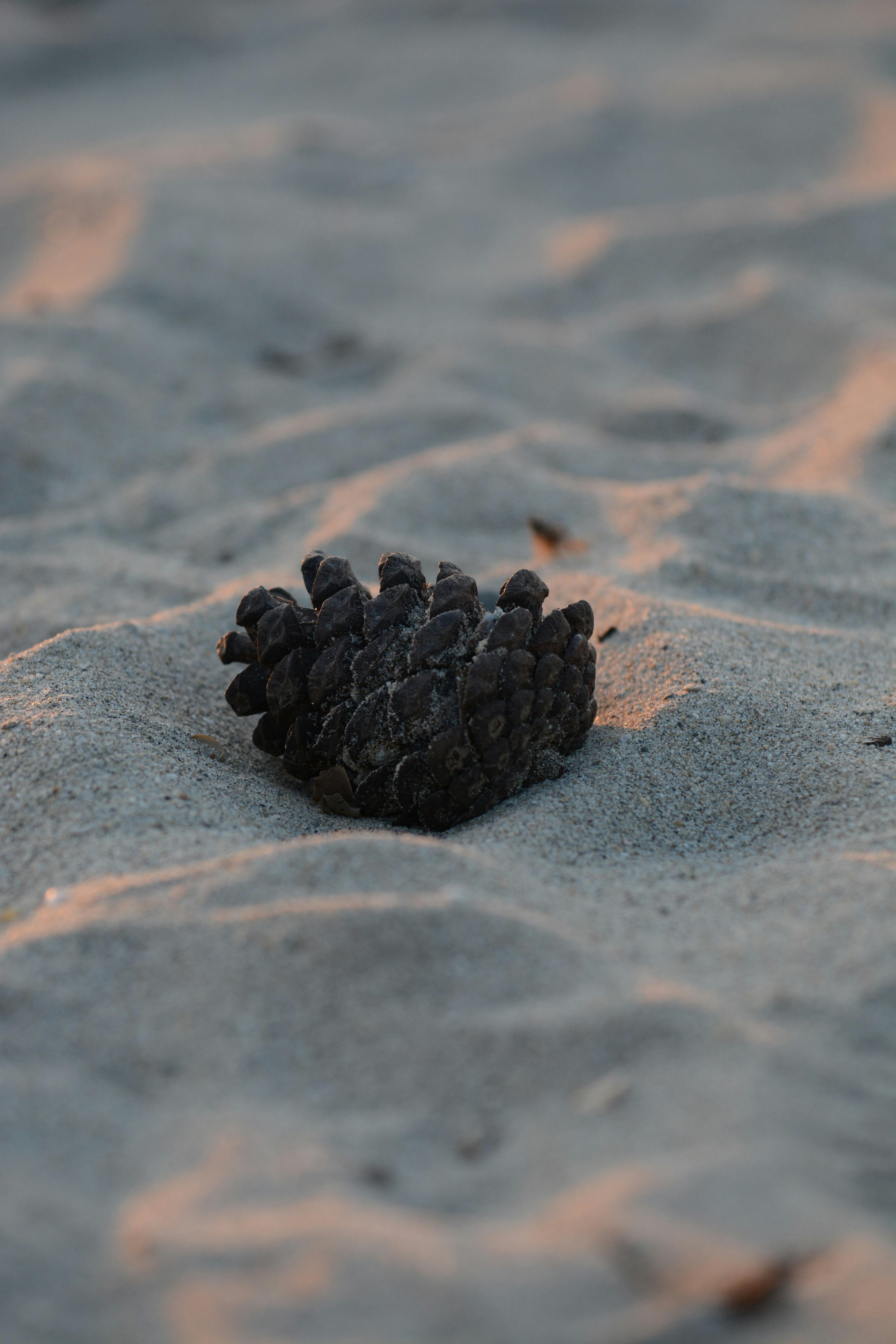 Un petit objet noir posé sur une plage de sable