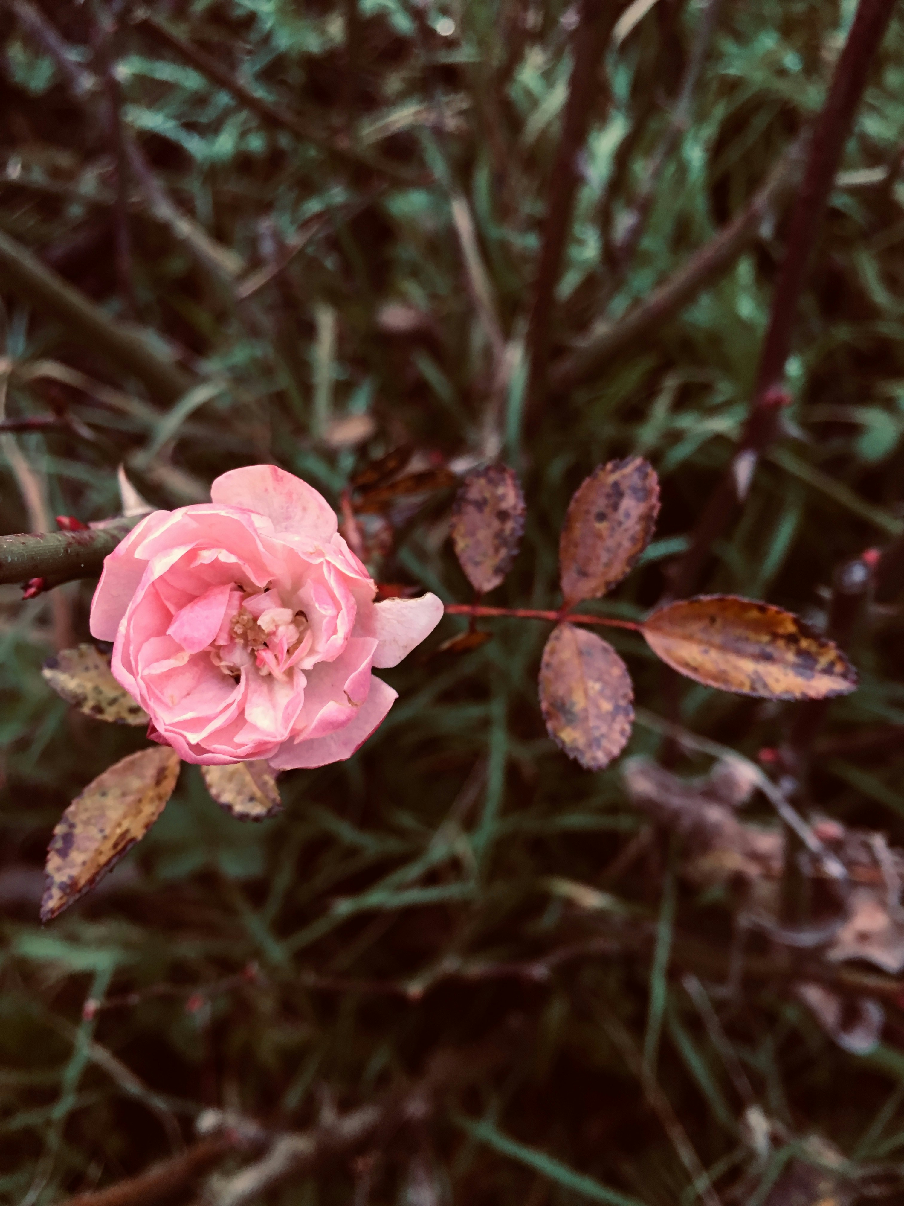 Photo by nargizata