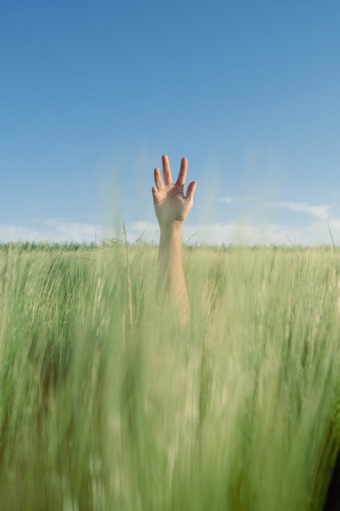 A hand reaching out of a field of tall grass