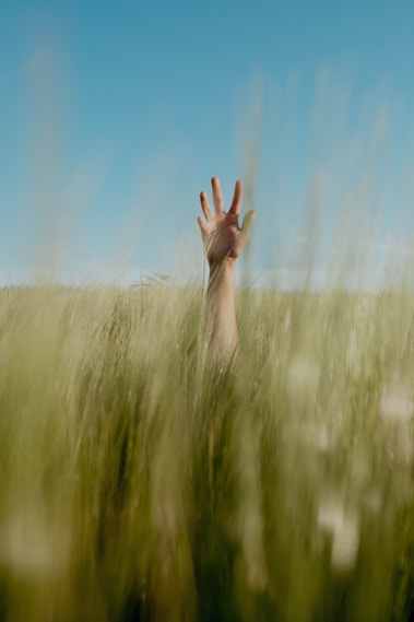 A hand reaching up into a field of tall grass