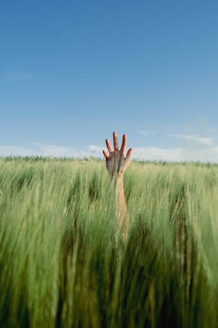 A person's hand in a field of tall grass