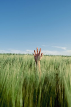 A person's hand in a field of tall grass