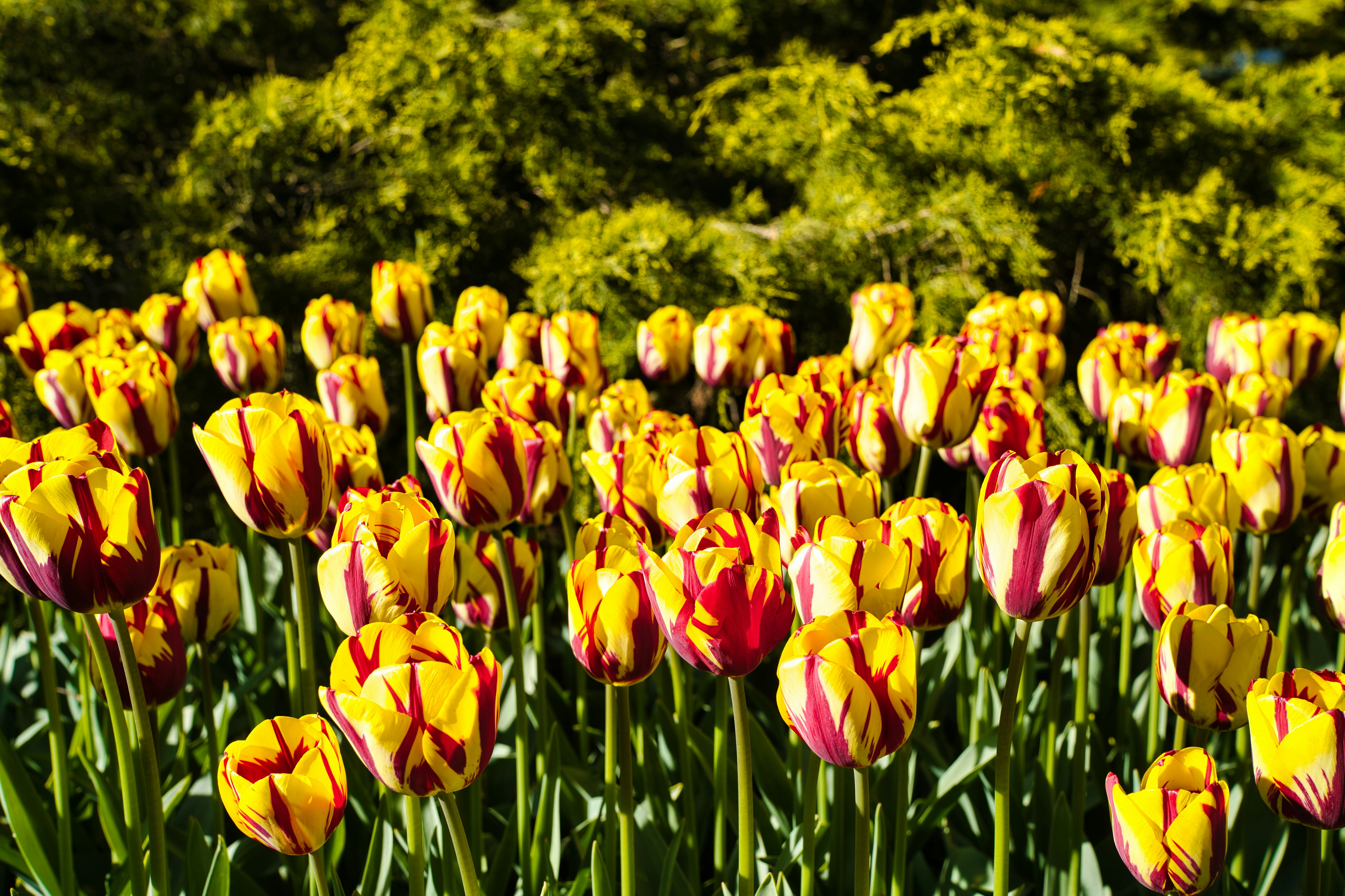 Photo by maksimshutov