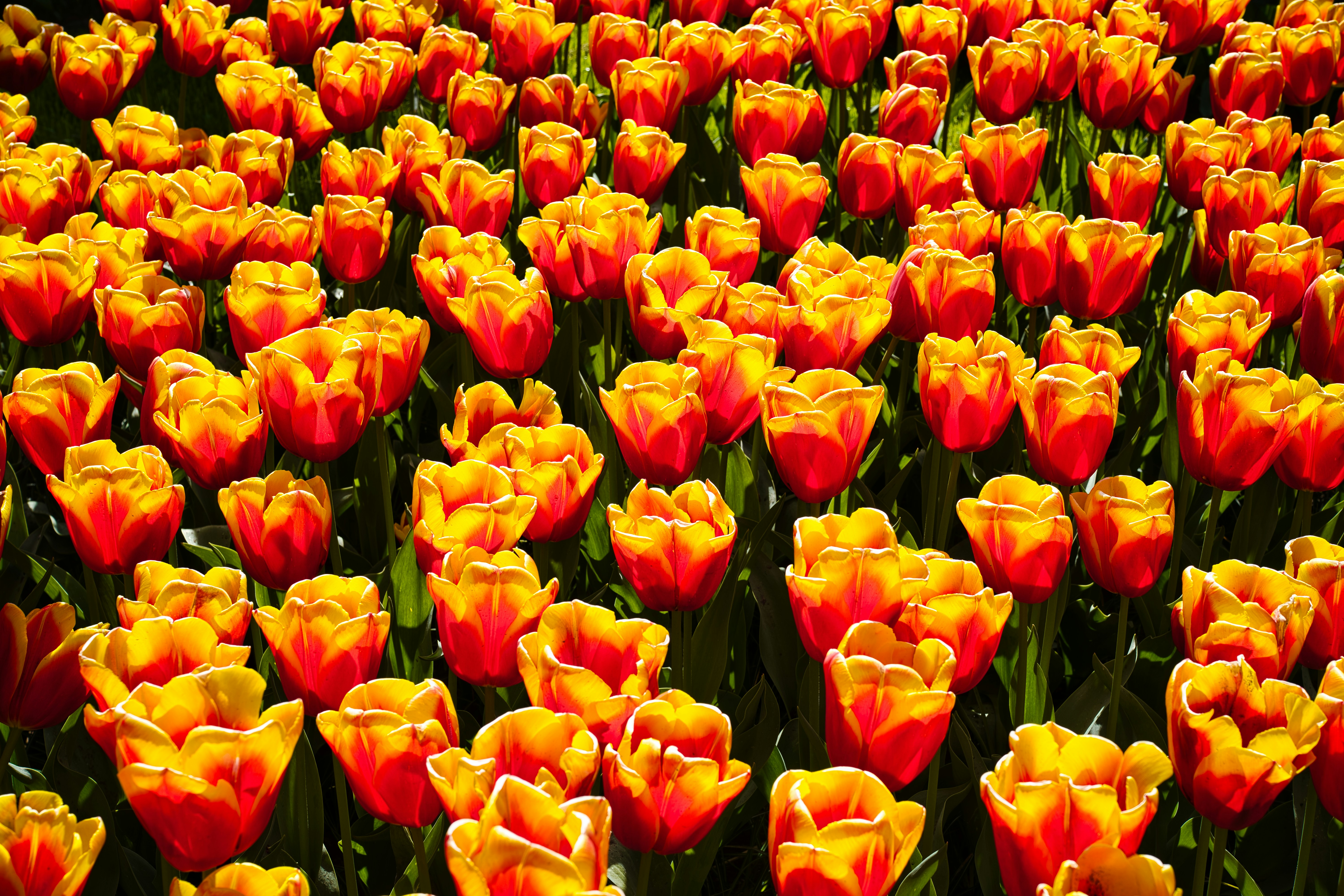 A large field of orange and yellow tulips