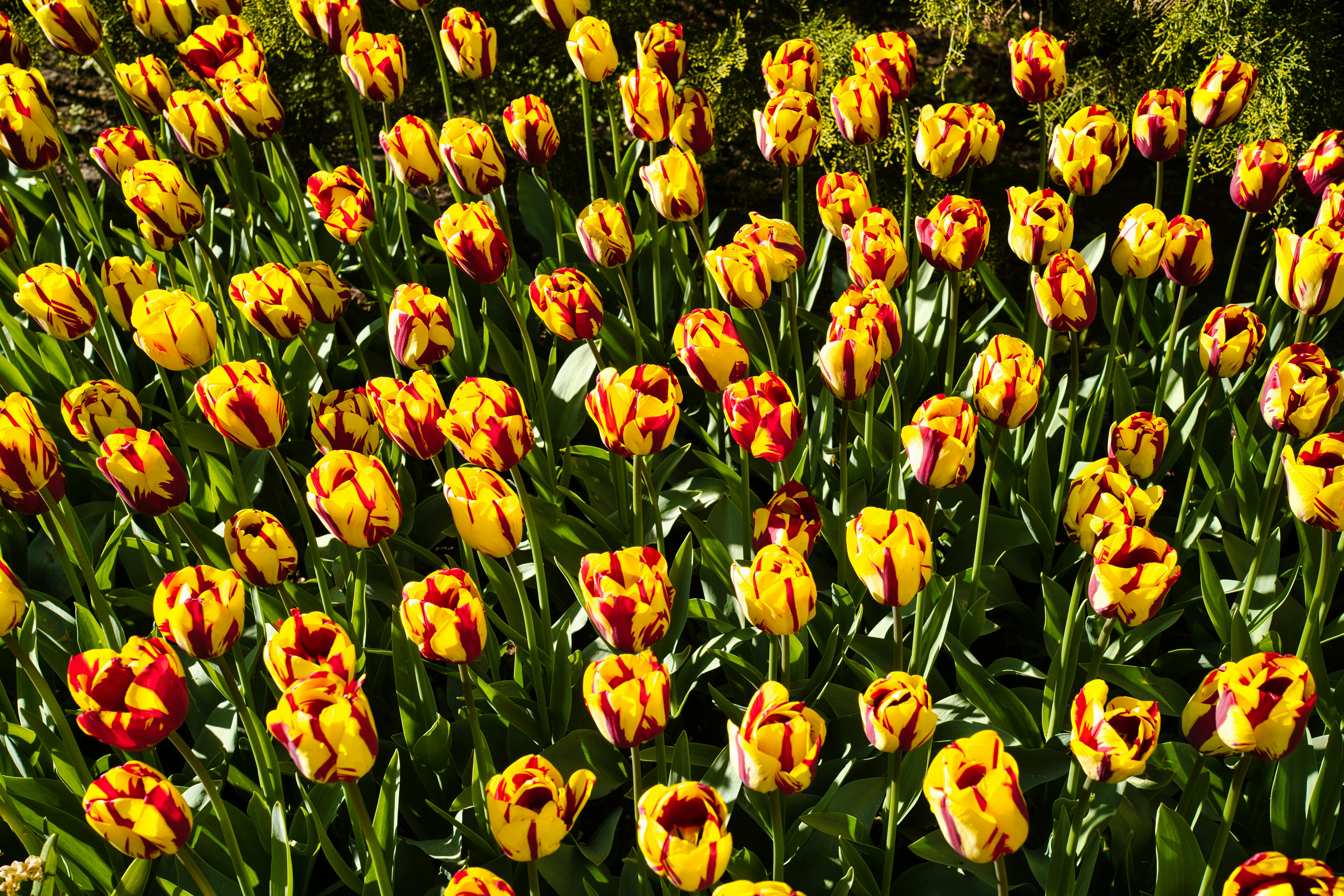 A field full of yellow and red flowers