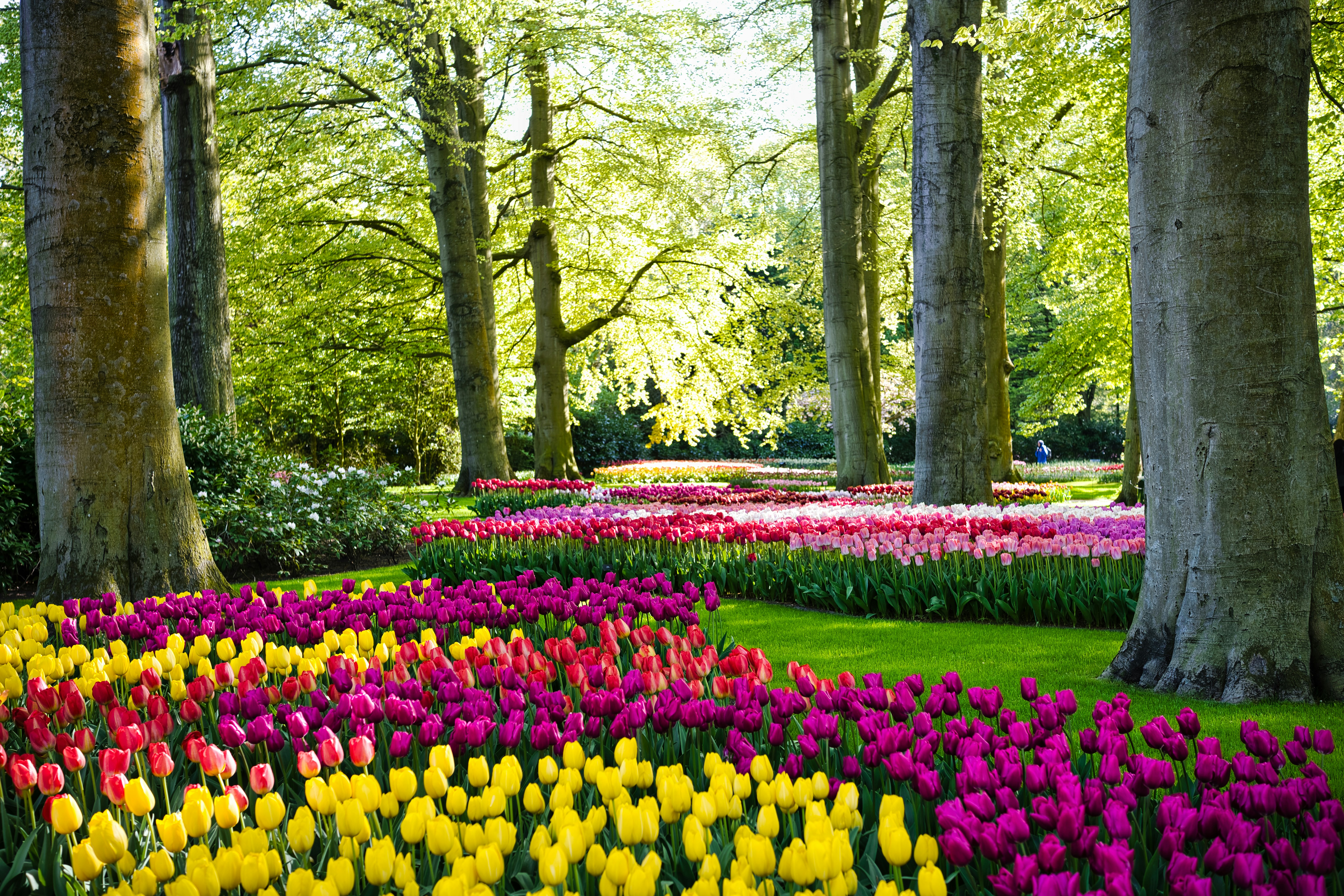 A garden filled with lots of colorful flowers
