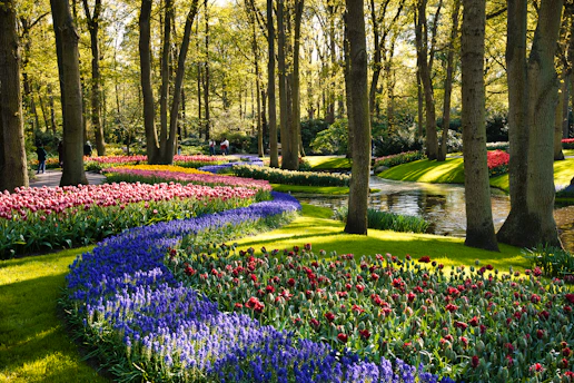 A garden filled with lots of colorful flowers