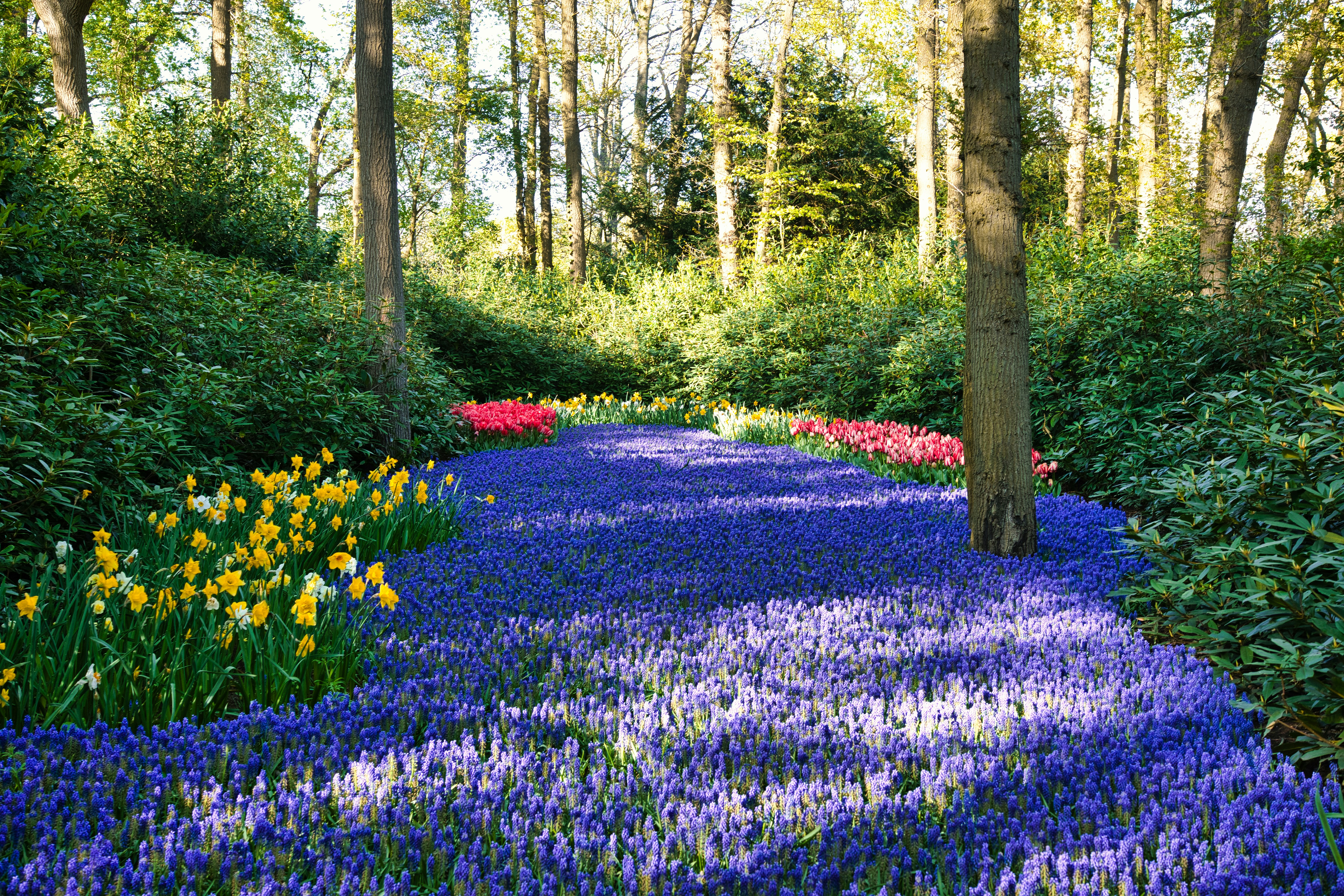 A path through a forest filled with lots of flowers