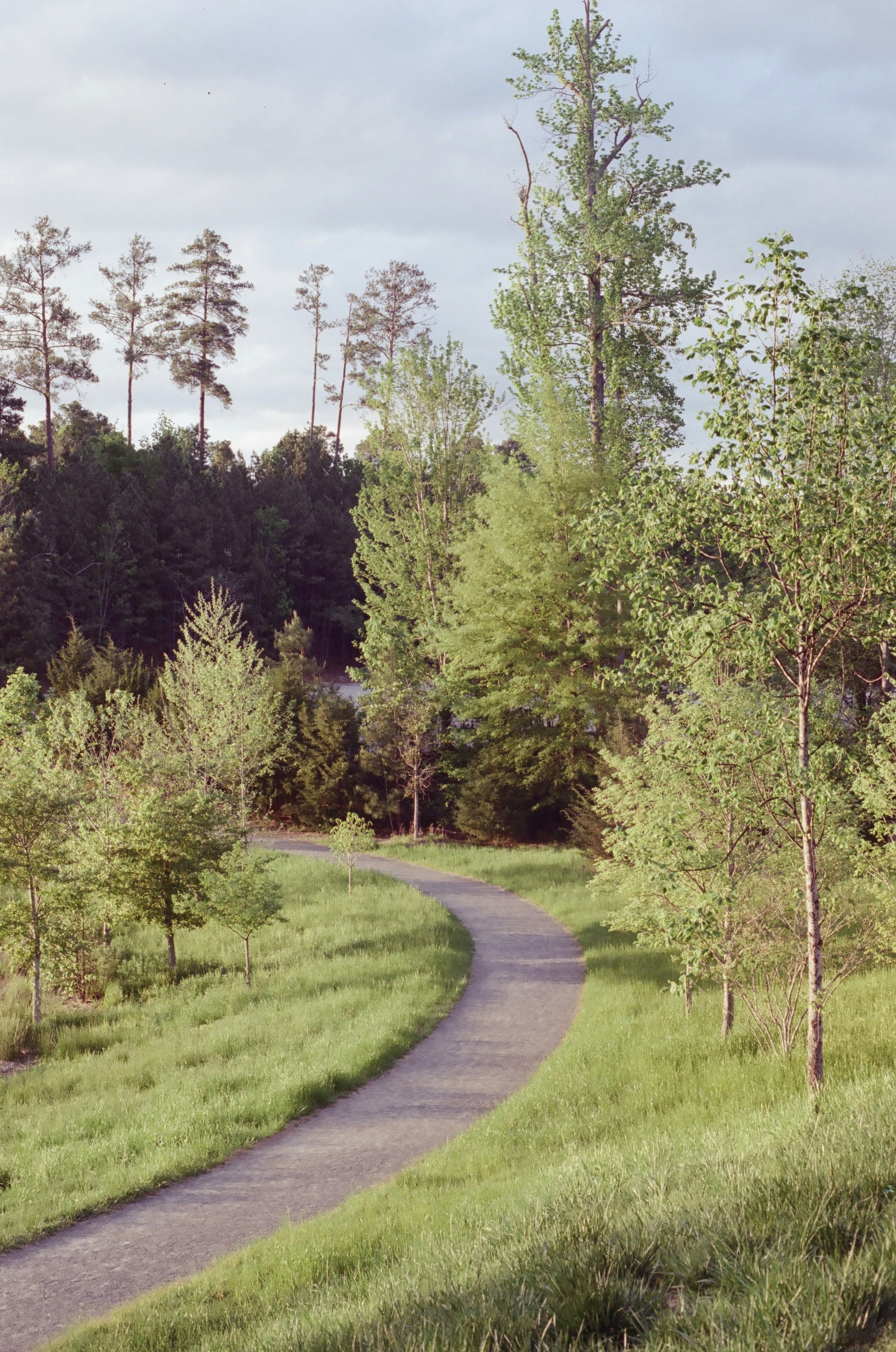 A winding road in the middle of a forest photo – Free Spring Image on ...
