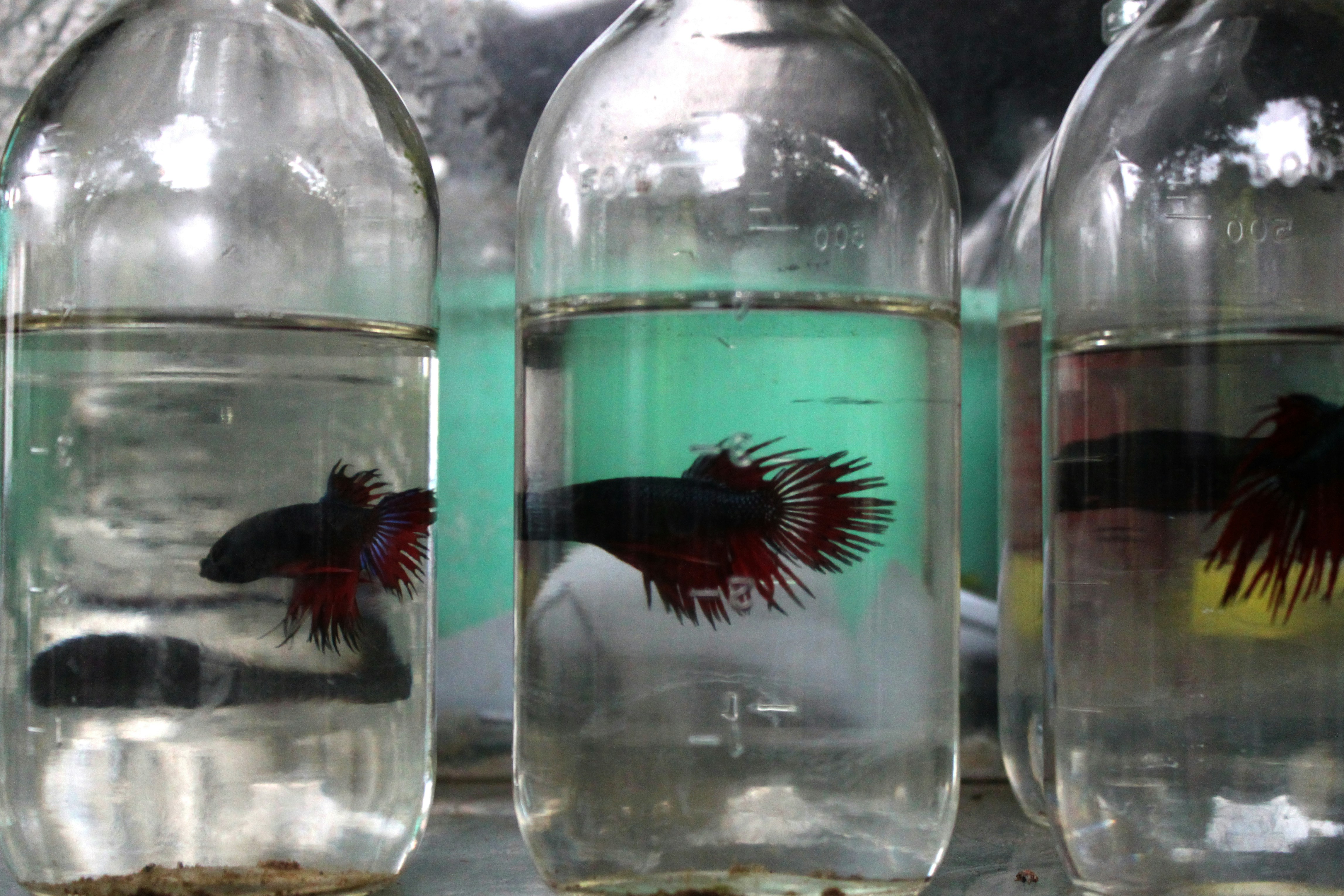 A group of fish inside of glass bottles photo – Free Blue Image on Unsplash