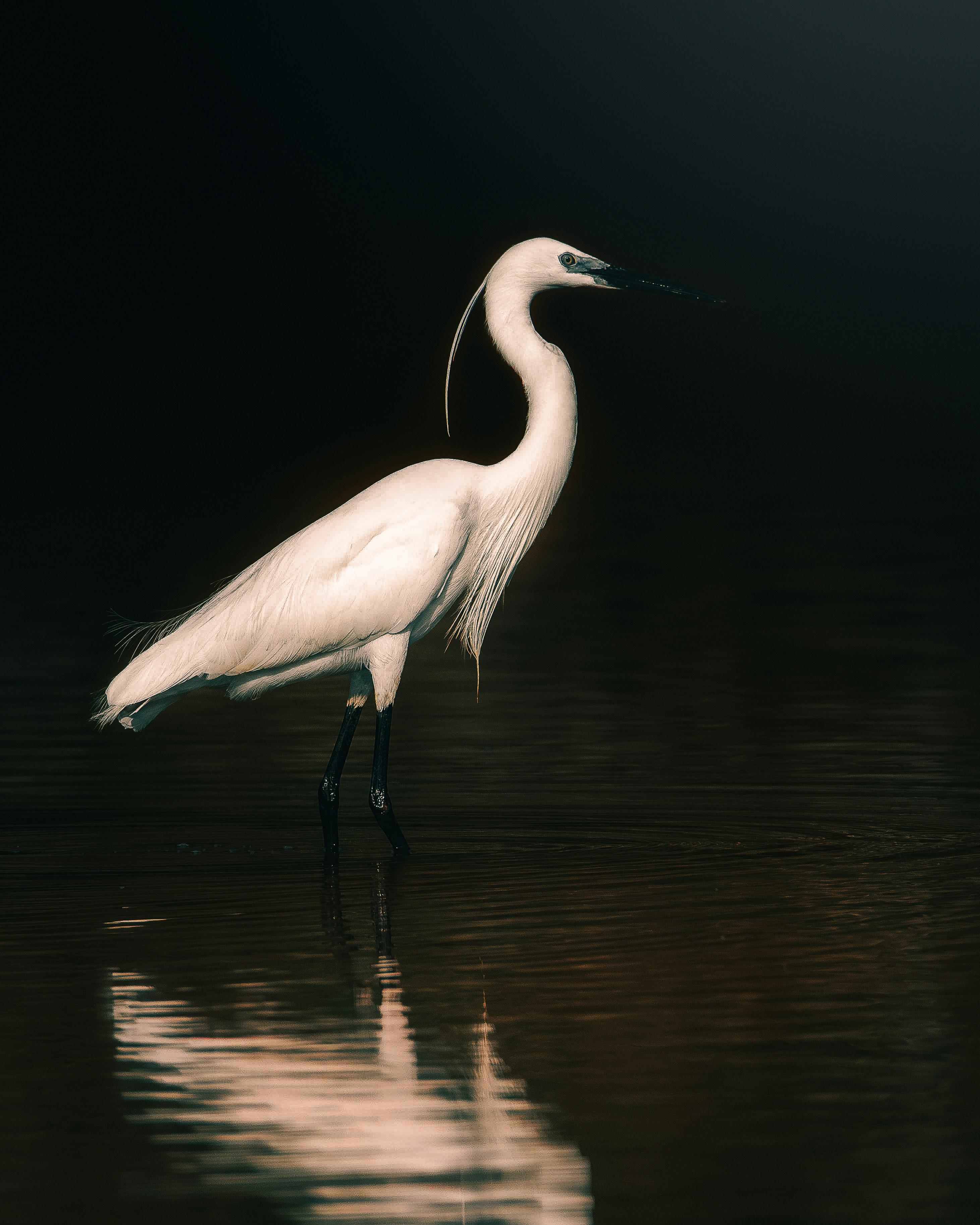 A large white bird standing on top of a body of water