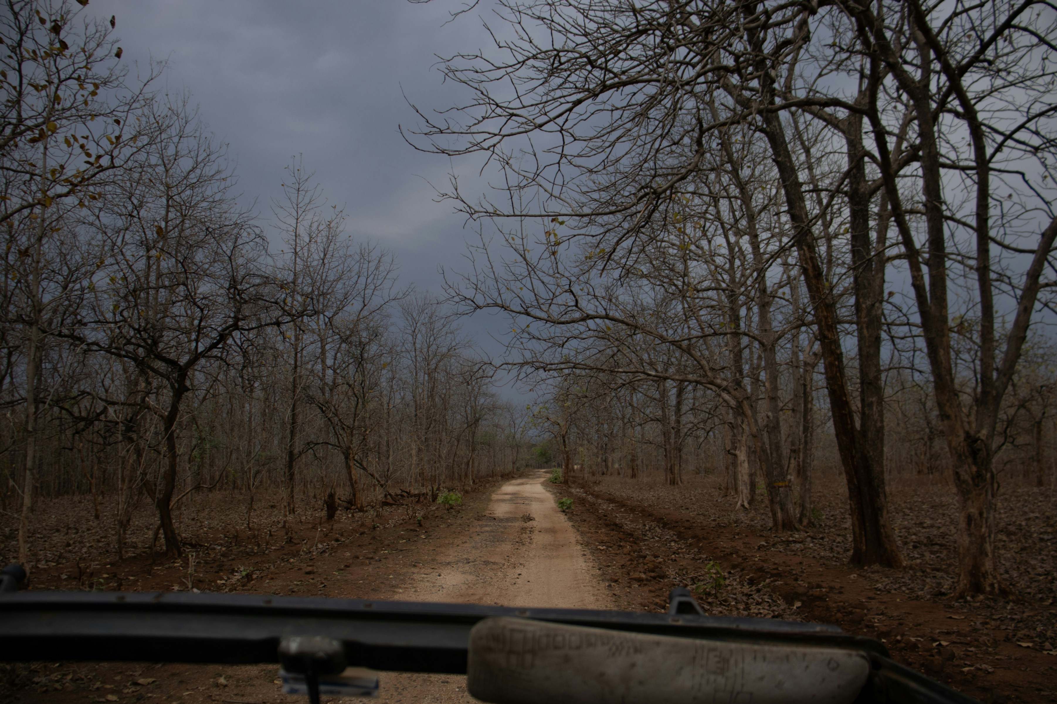 A car driving down a dirt road next to a forest