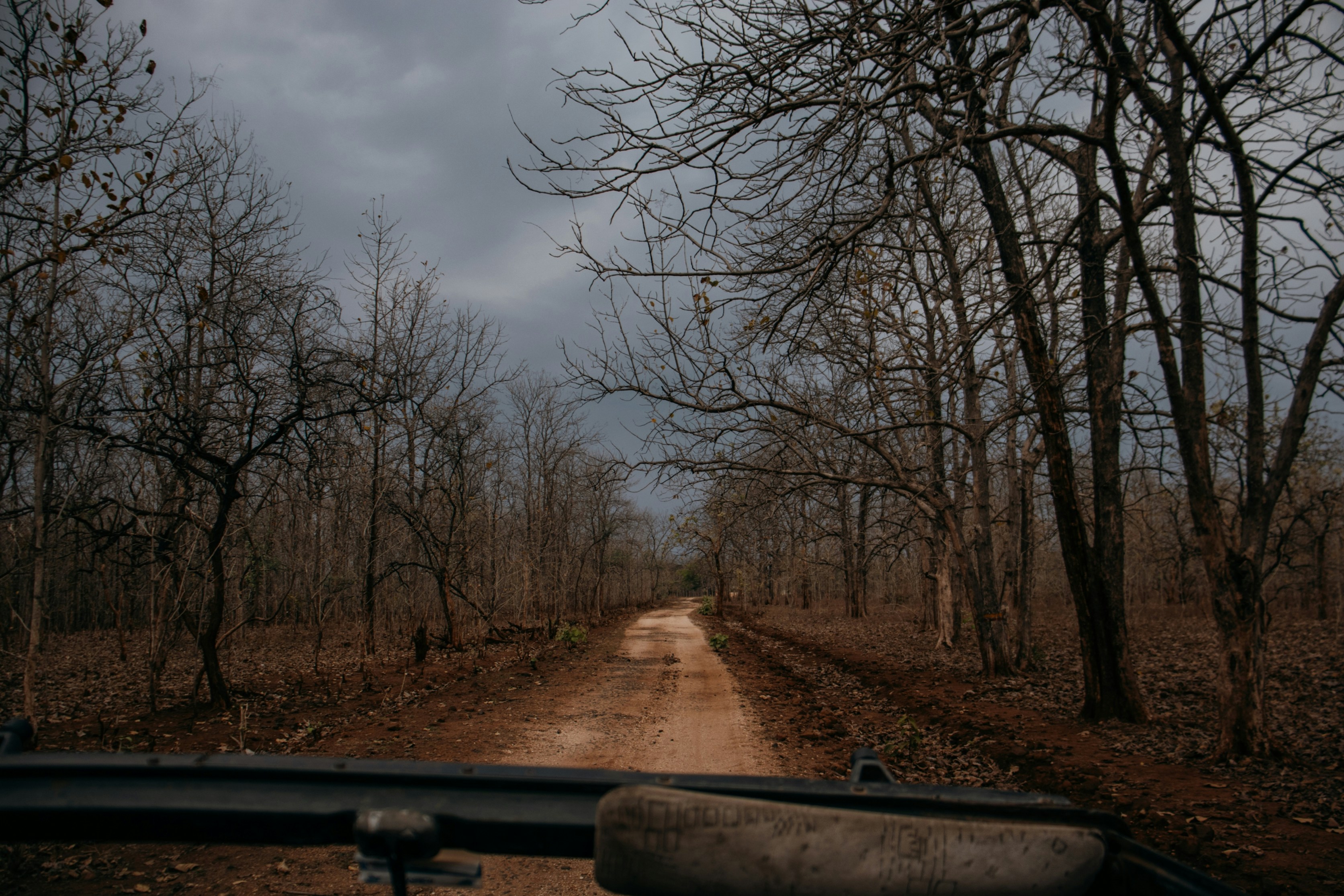 A car driving down a dirt road next to a forest