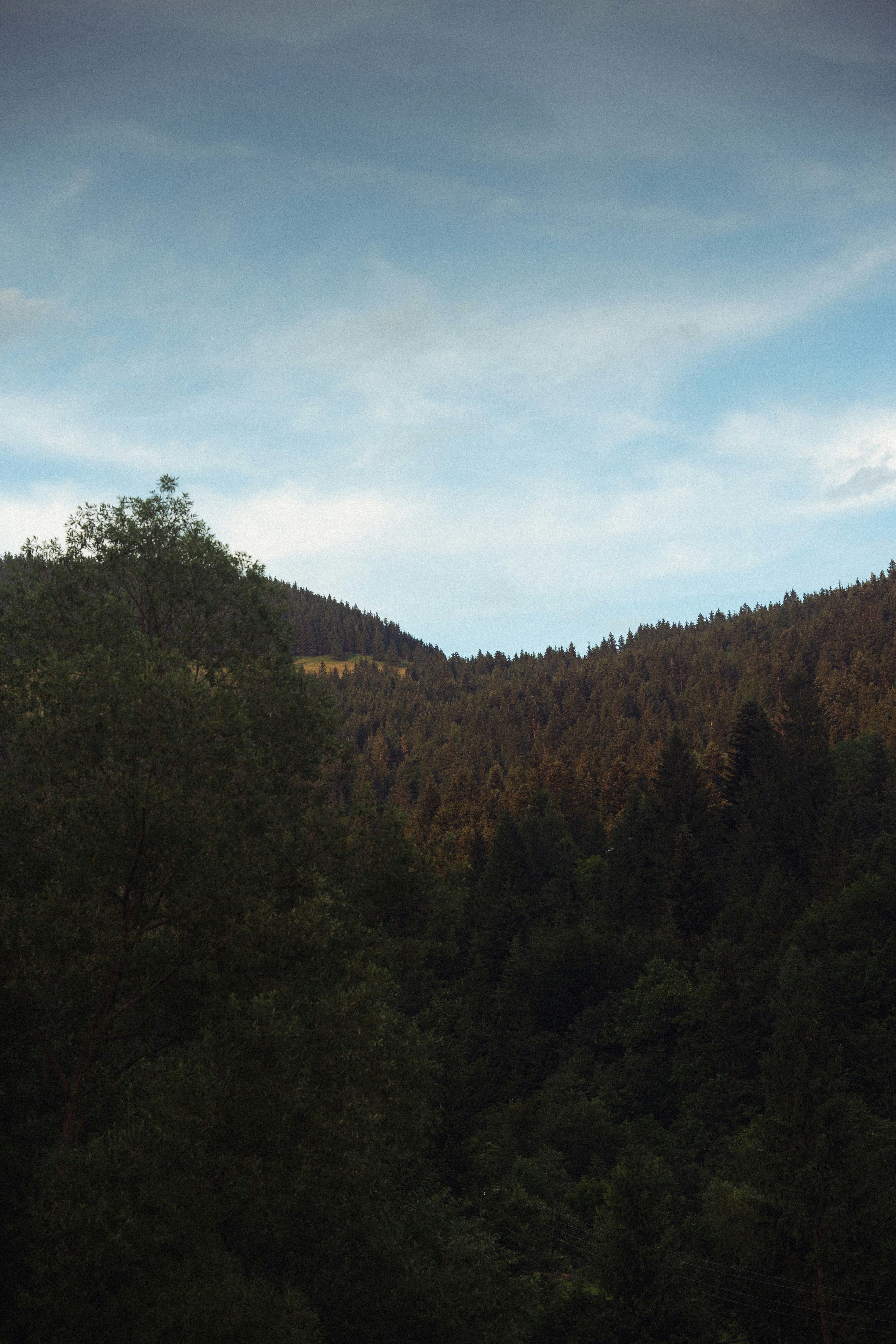 Photo by samoyedness