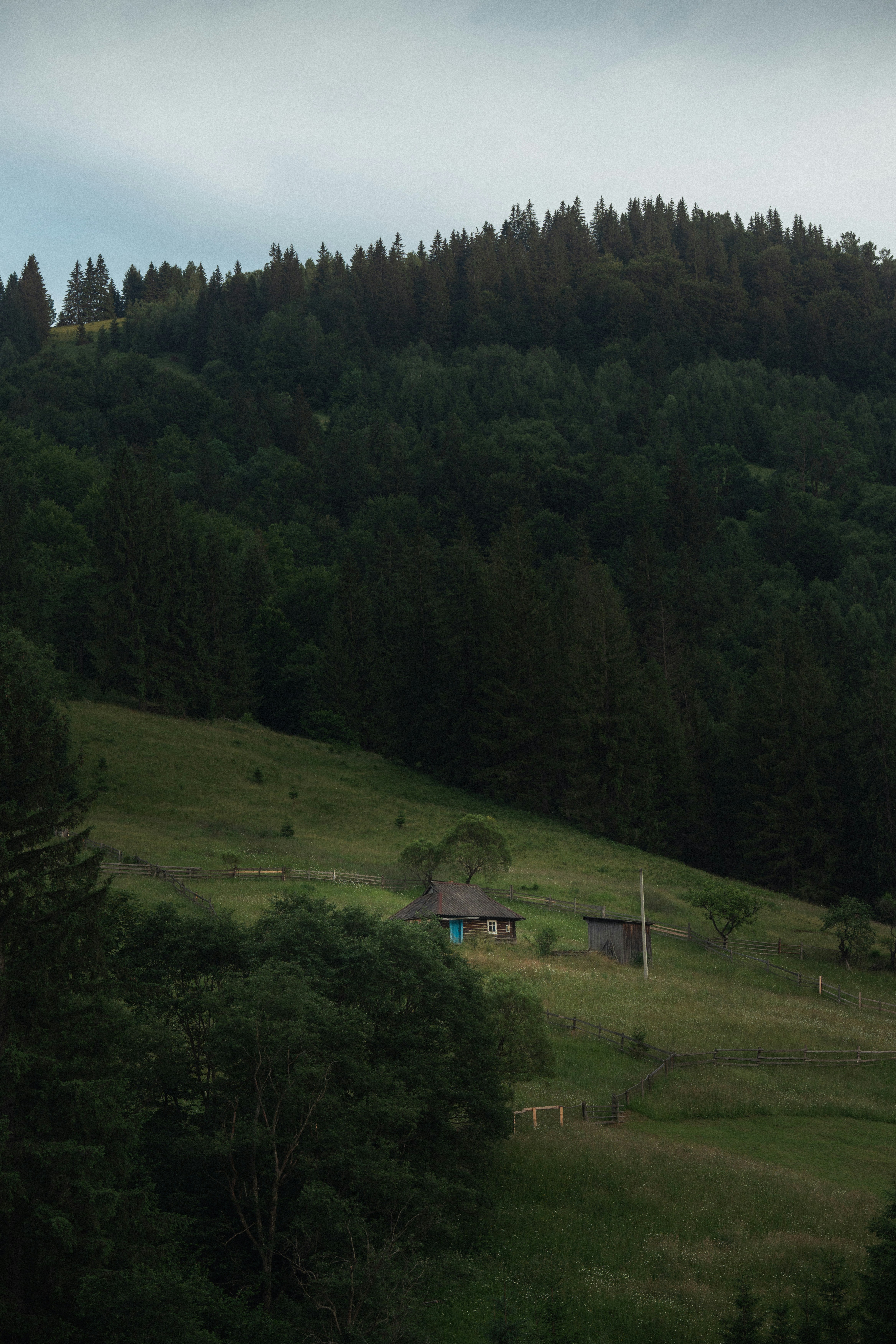 Photo by samoyedness