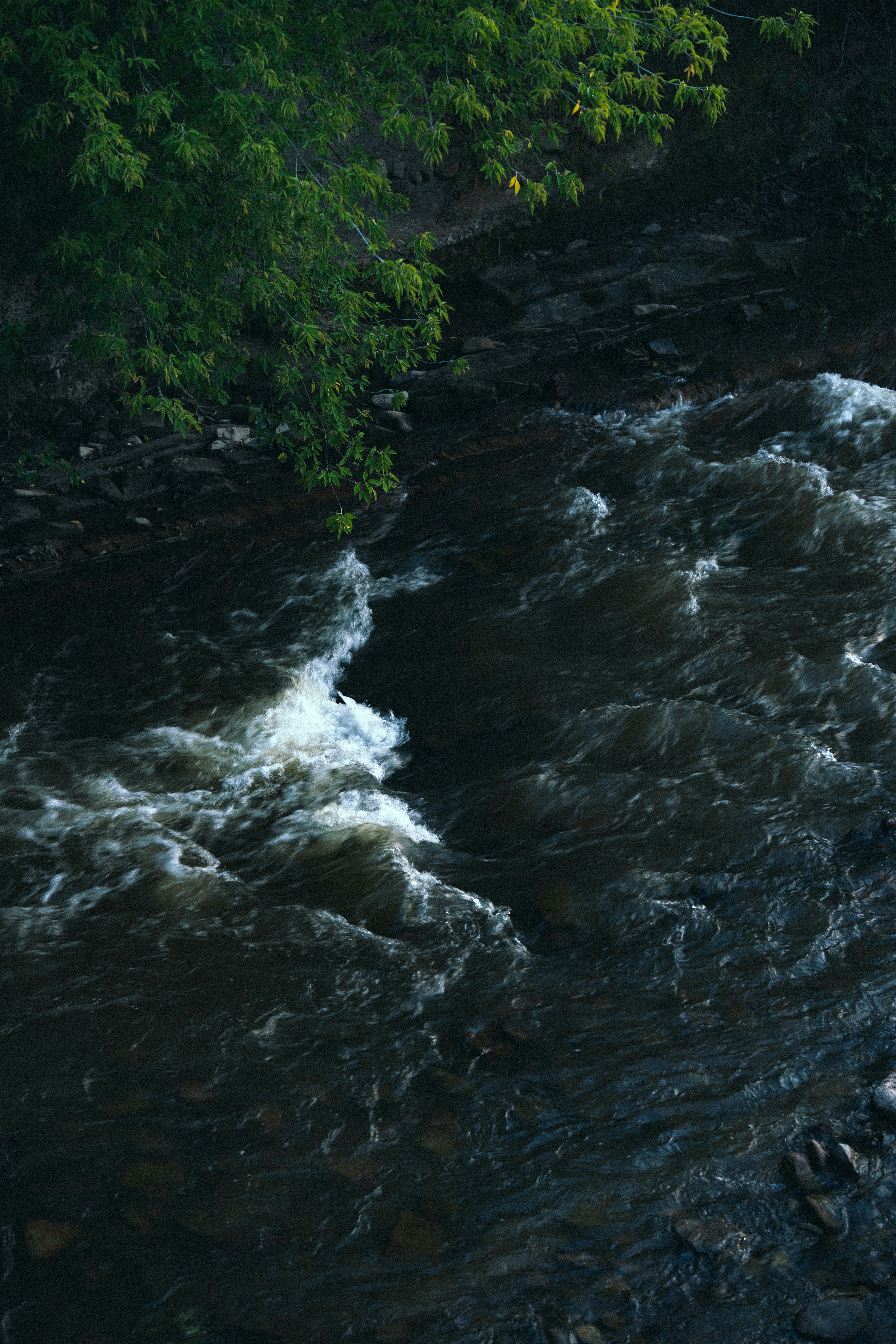 Photo by samoyedness