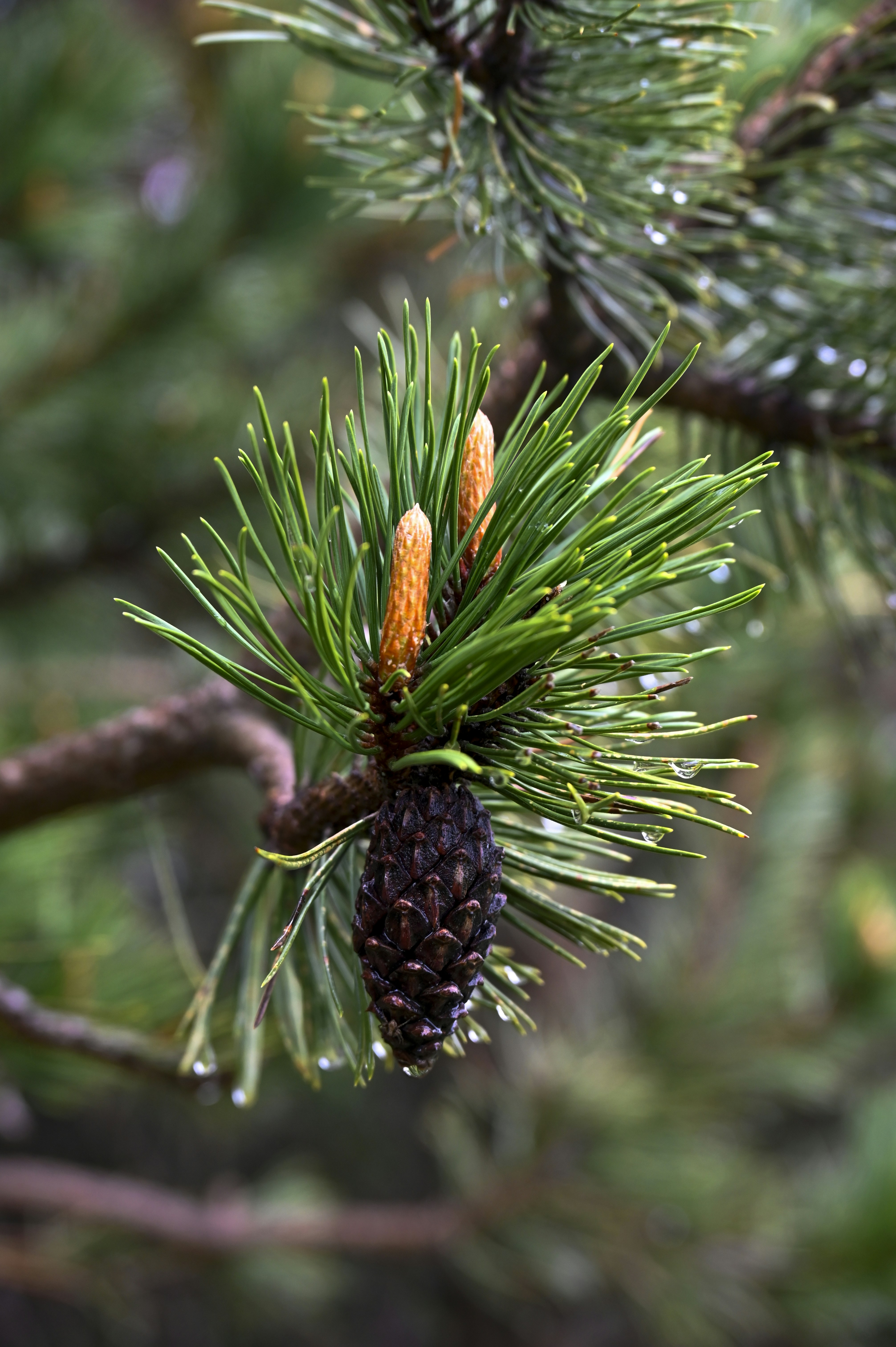 Photo by ferranventura