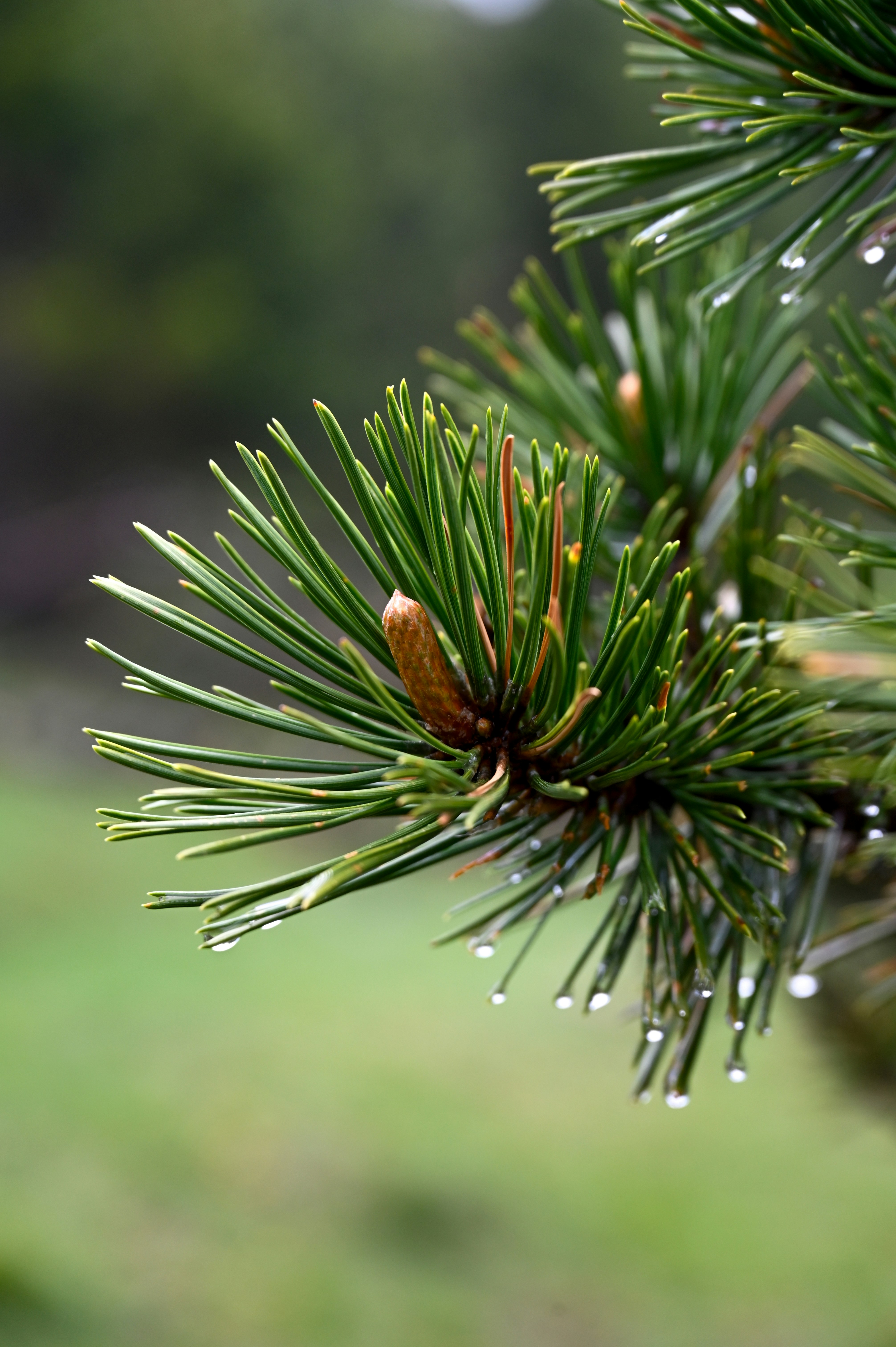 Photo by ferranventura