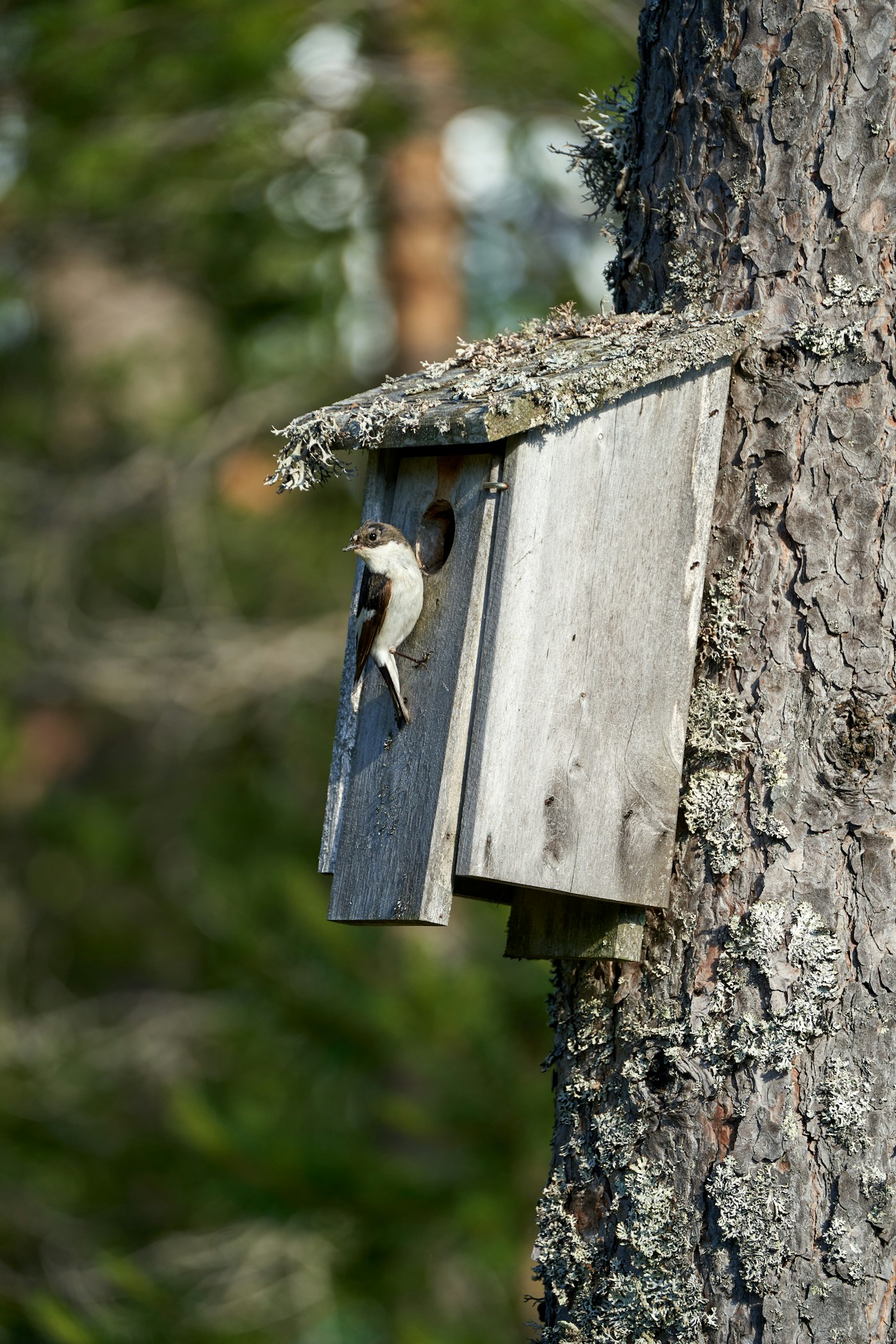 Vogelhaus an einem Baum mit natürlicher Umgebung