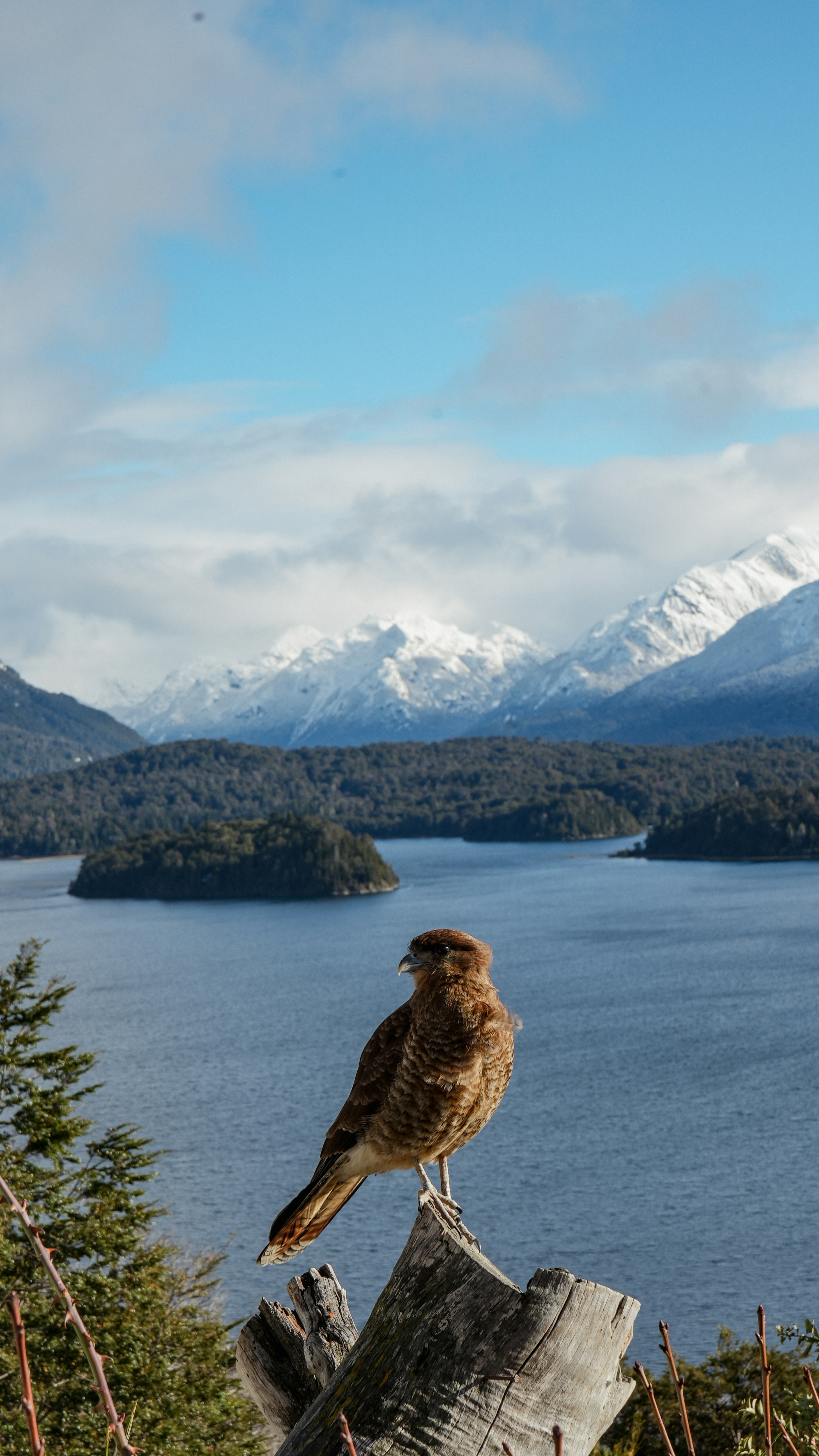 A bird perched on a tree stump in front of a lake